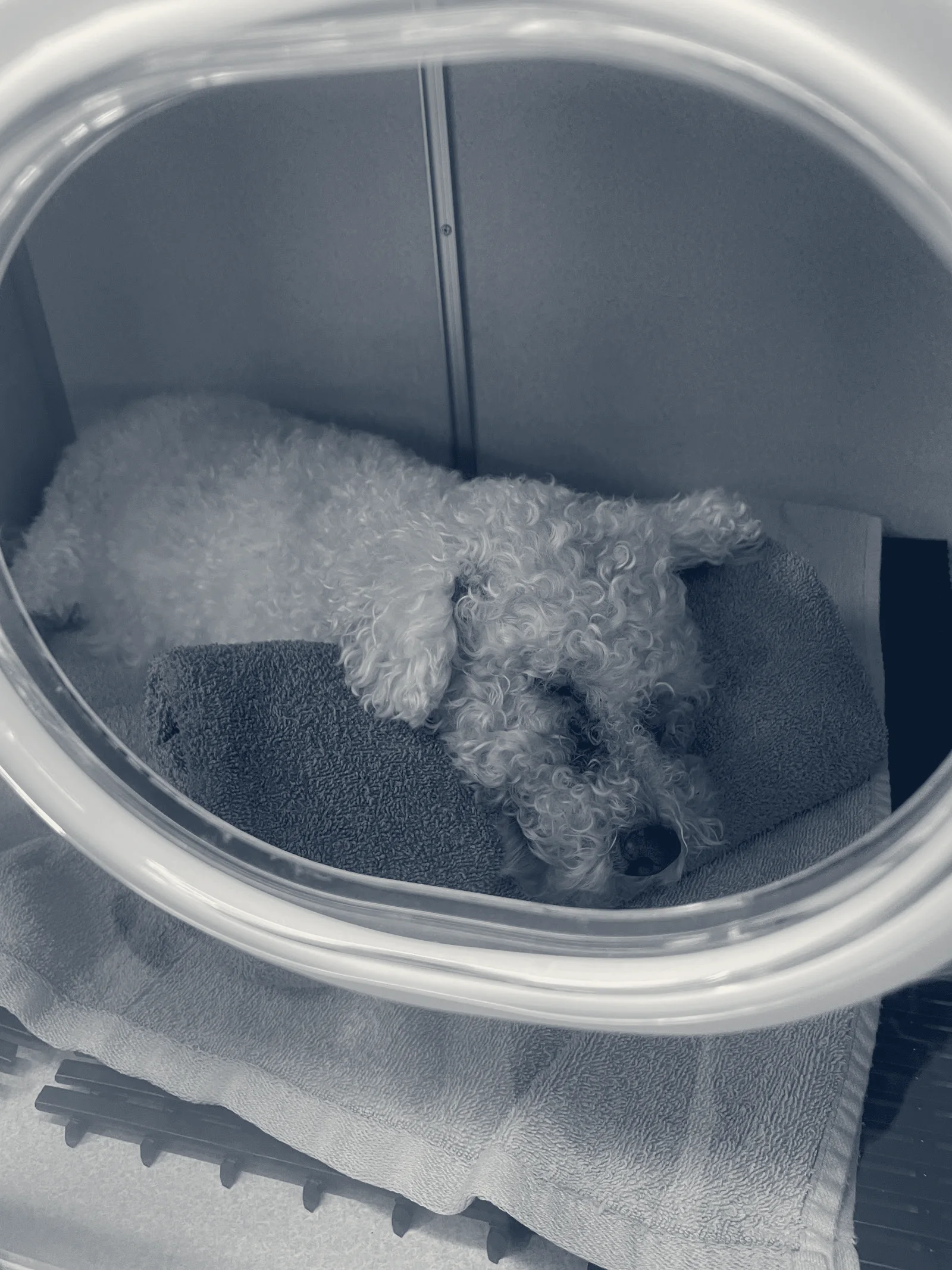Aloha Veterinary Hospital — Brea, California