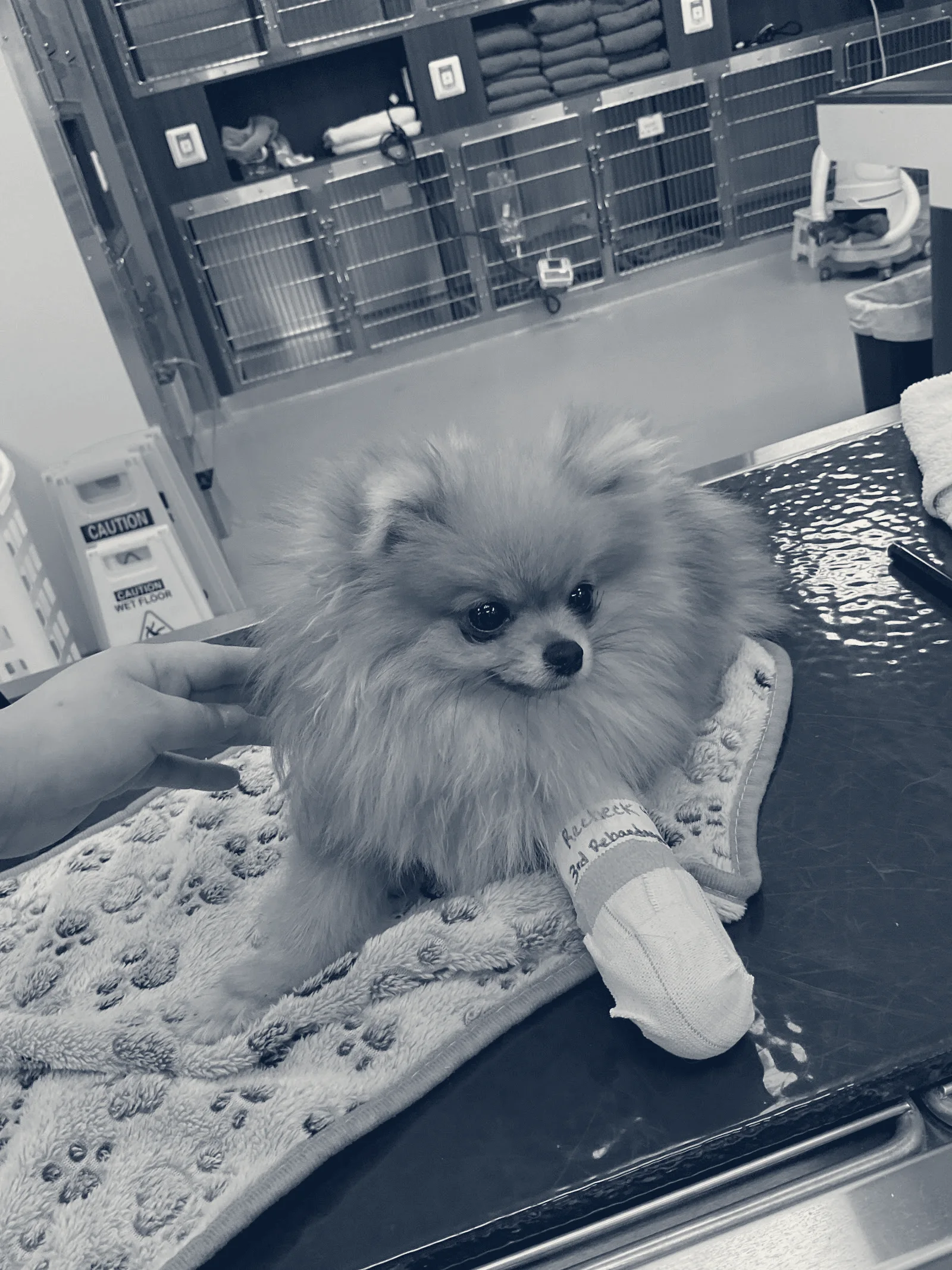 Brea Regional Animal Hospital — Brea, California