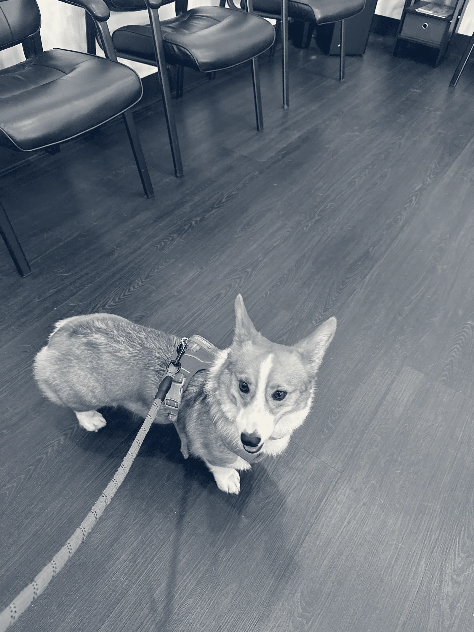 Huntington Beach Veterinary Hospital — Huntington Beach, California