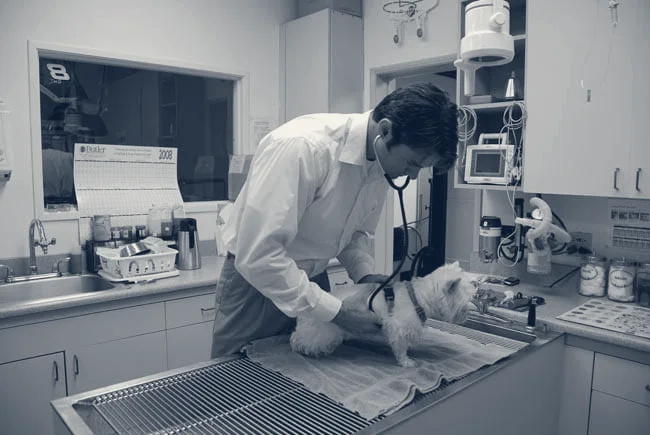 VCA Tustin Animal Hospital — Tustin, California