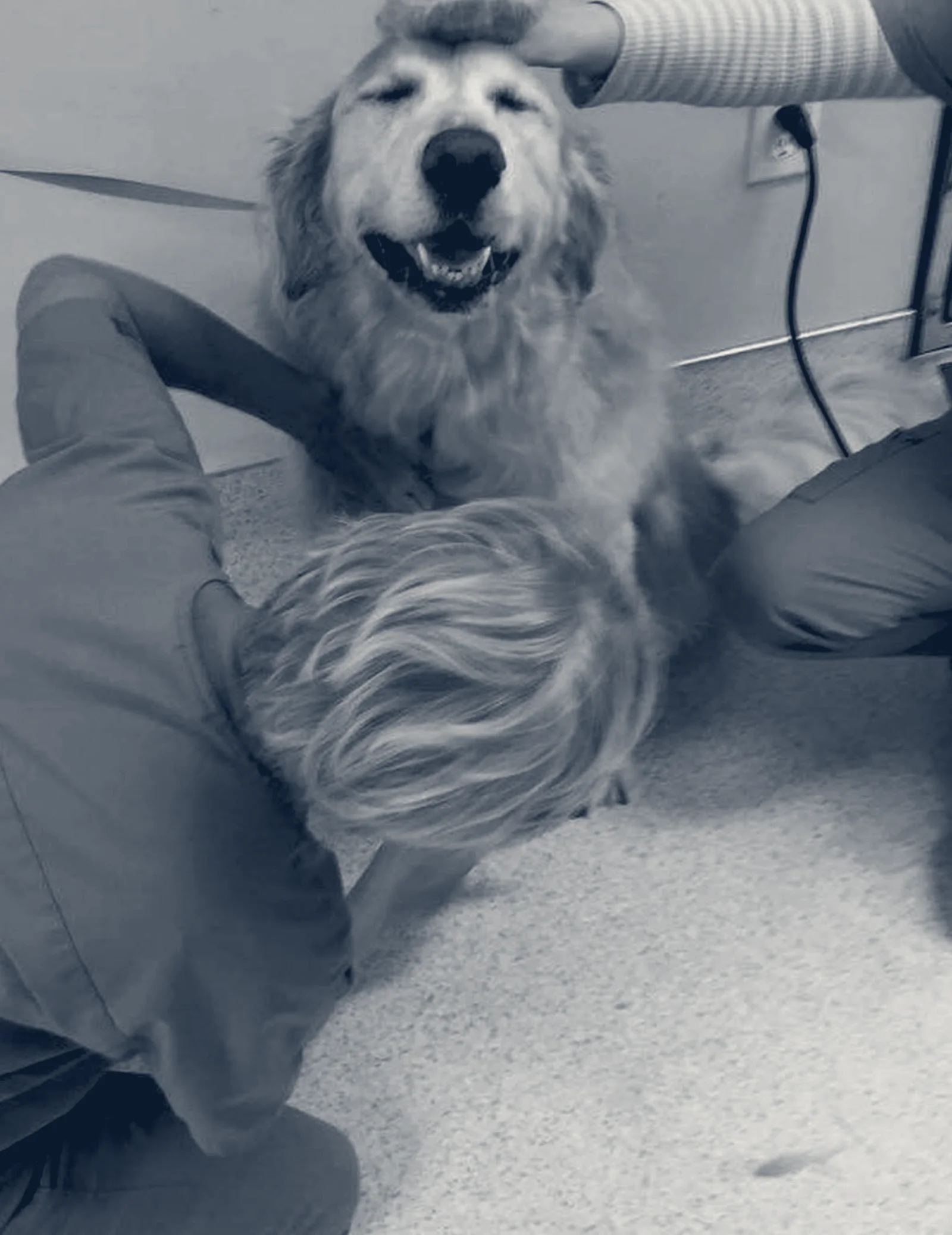 Animal Hospital of Irvine — Irvine, California