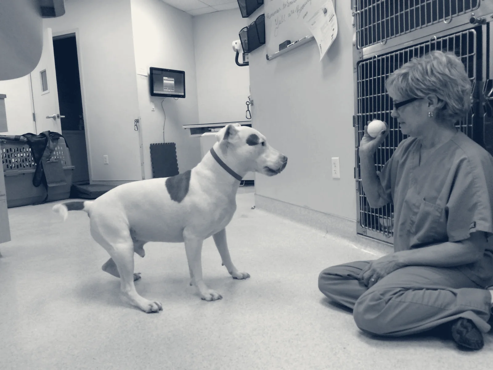 Animal Hospital of Irvine — Irvine, California