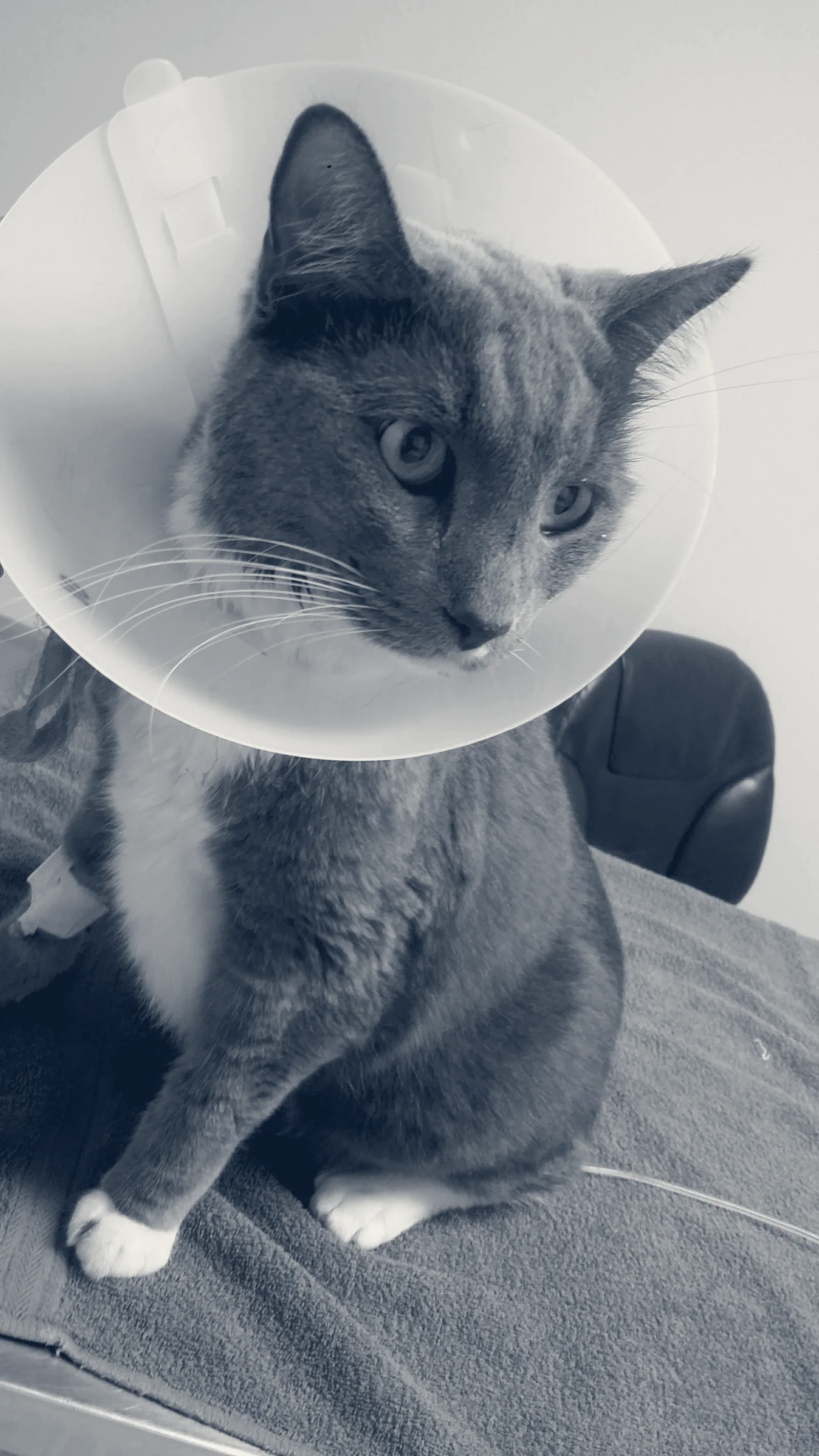 Beach City Animal Hospital — Huntington Beach, California