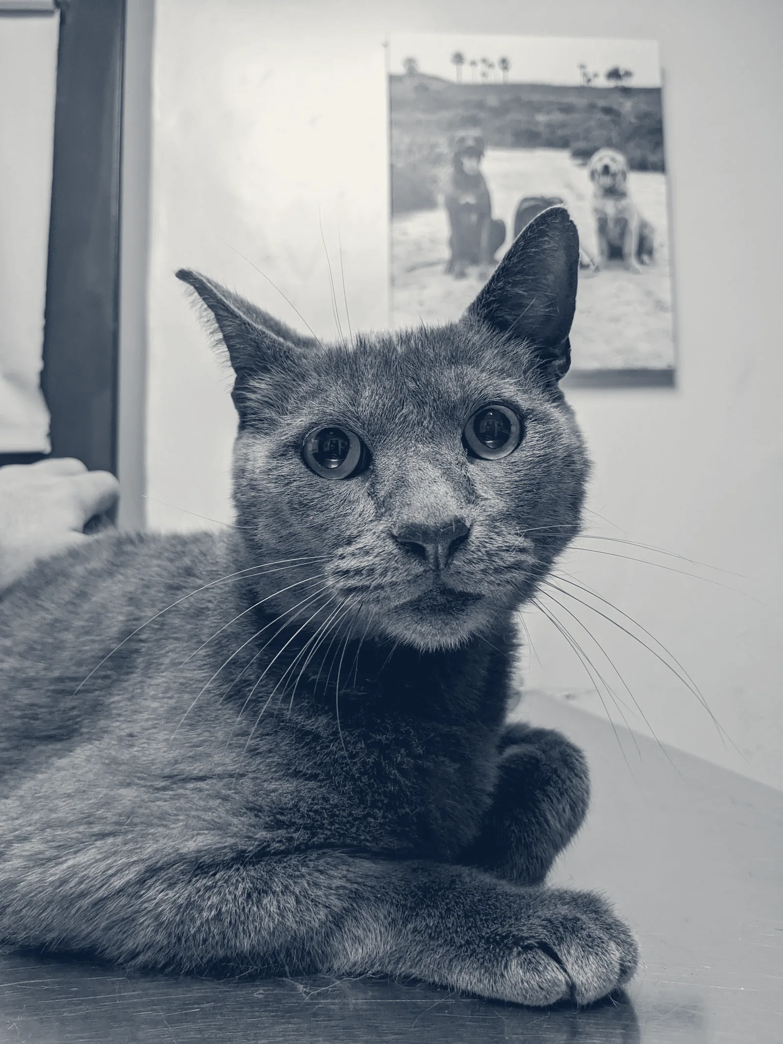 Beach City Animal Hospital — Huntington Beach, California
