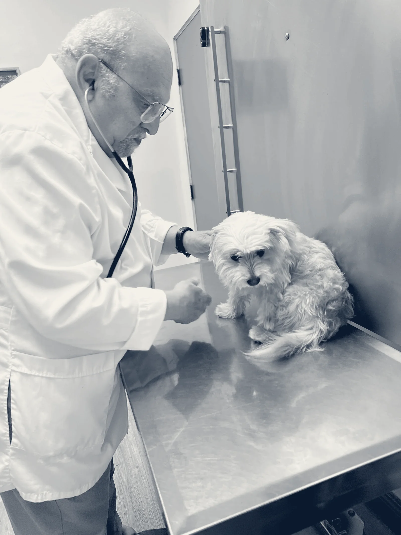 Colima Animal Hospital — Hacienda Heights, California