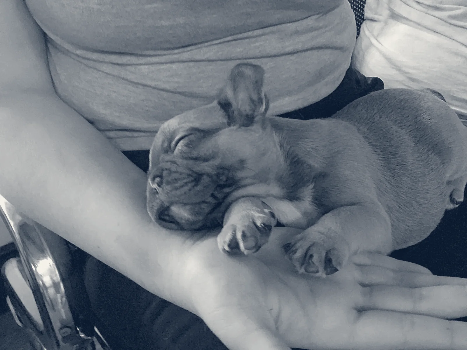 Colima Animal Hospital — Hacienda Heights, California