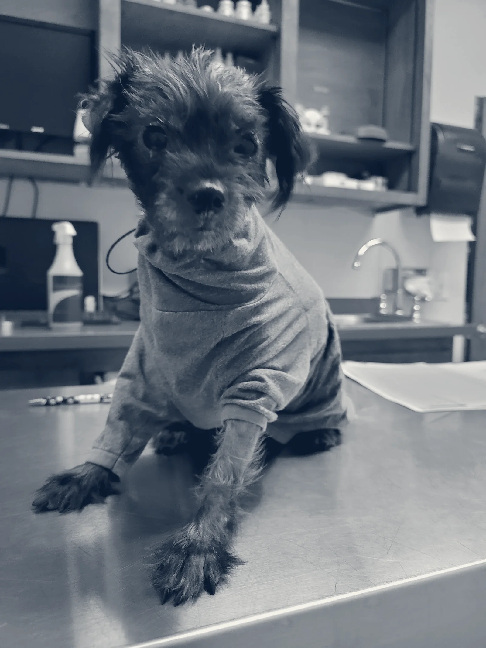 Colima Animal Hospital — Hacienda Heights, California