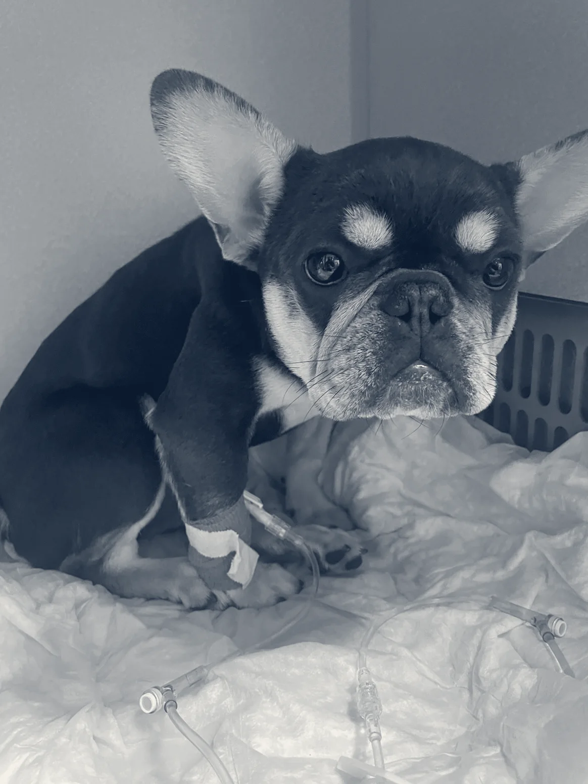 Washington Boulevard Animal Hospital — Whittier, California