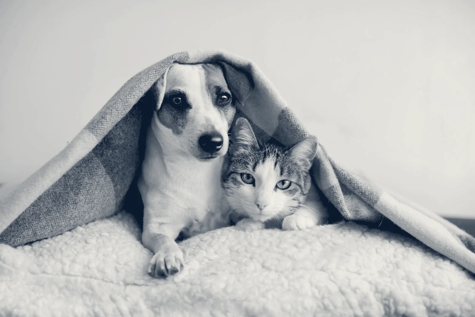 Paws We Love Veterinary Clinic — Yorba Linda, California