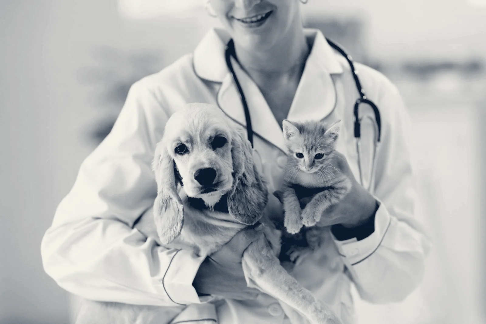 Paws We Love Veterinary Clinic — Yorba Linda, California