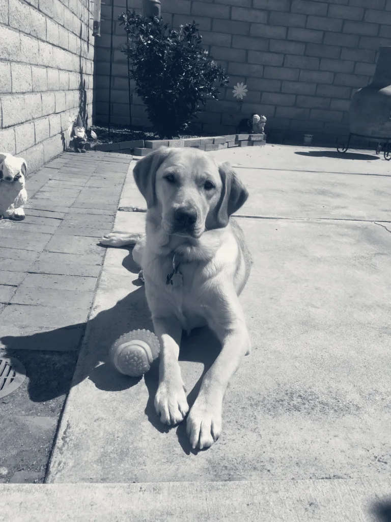 Paws We Love Veterinary Clinic — Yorba Linda, California