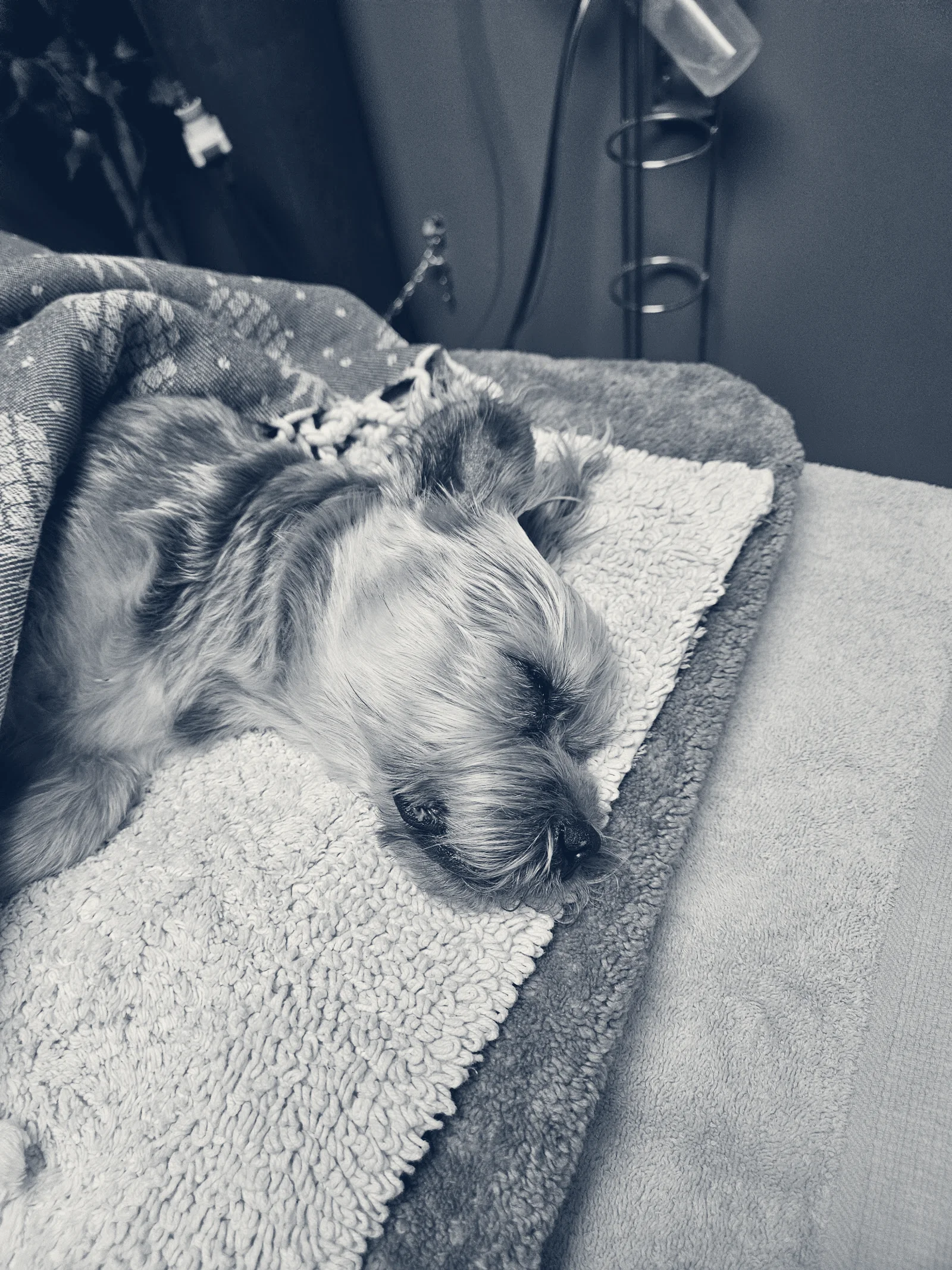 VCA Lakewood Animal Hospital — Cerritos, California