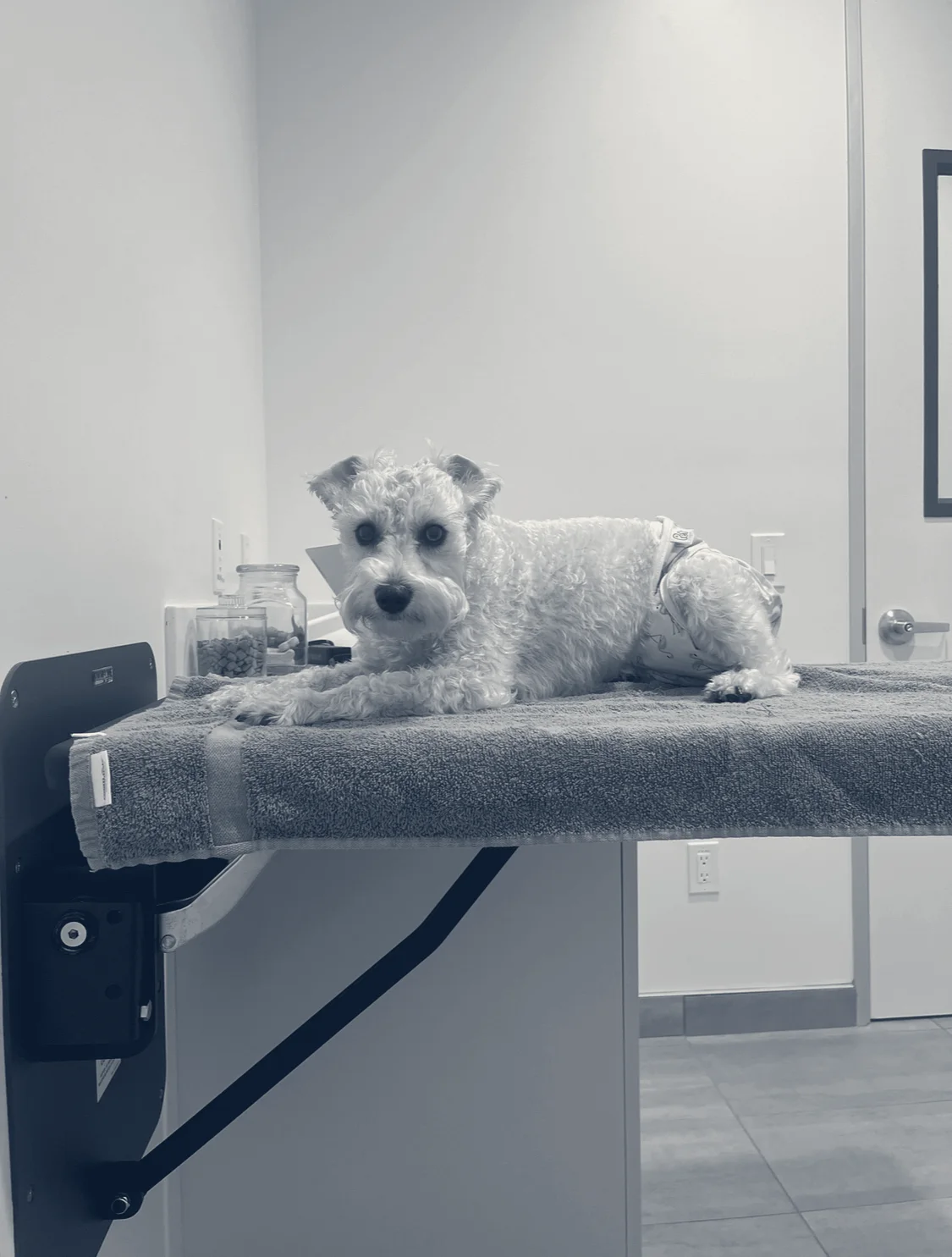 Cerritos Animal Hospital — Cerritos, California