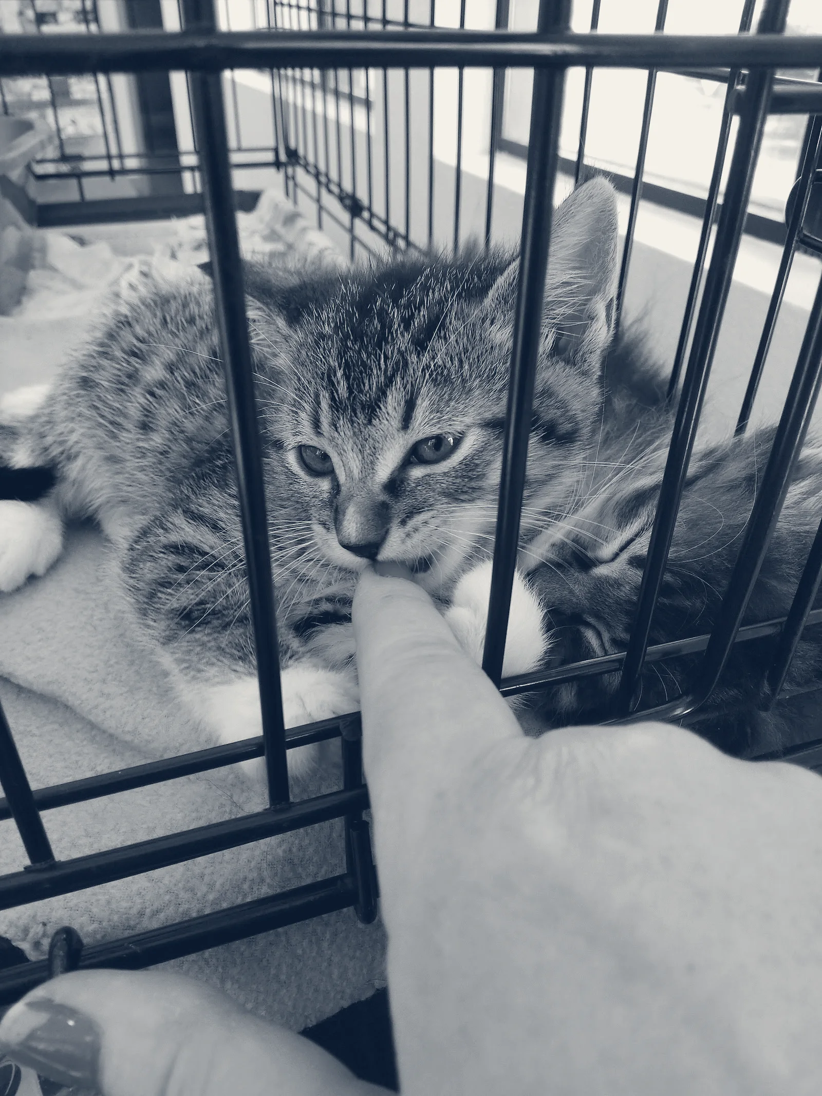 Huntington Pet Vet — Huntington Beach, California