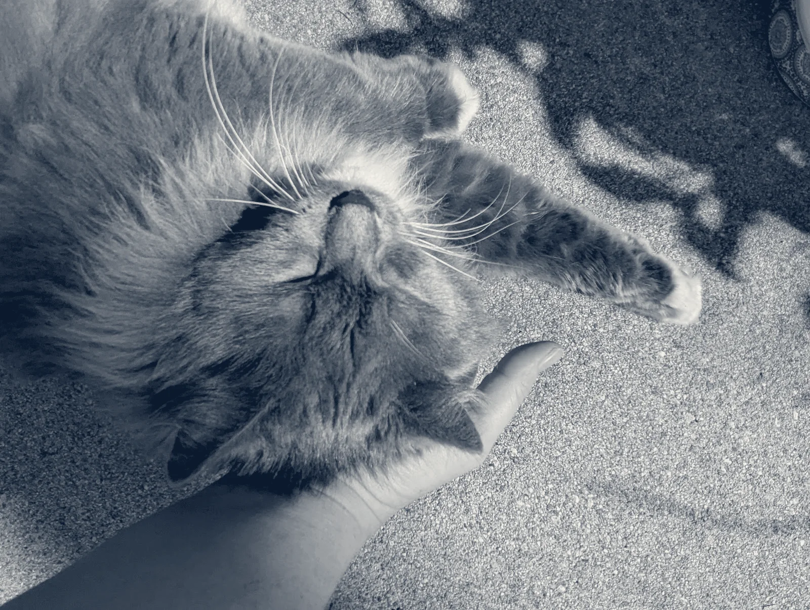 Ontario Veterinary Hospital — Ontario, California