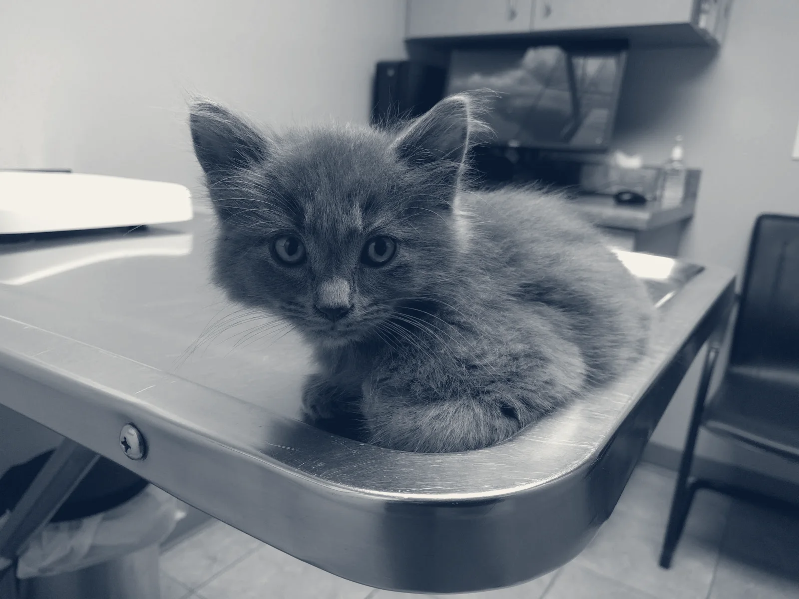 Ontario Veterinary Hospital — Ontario, California