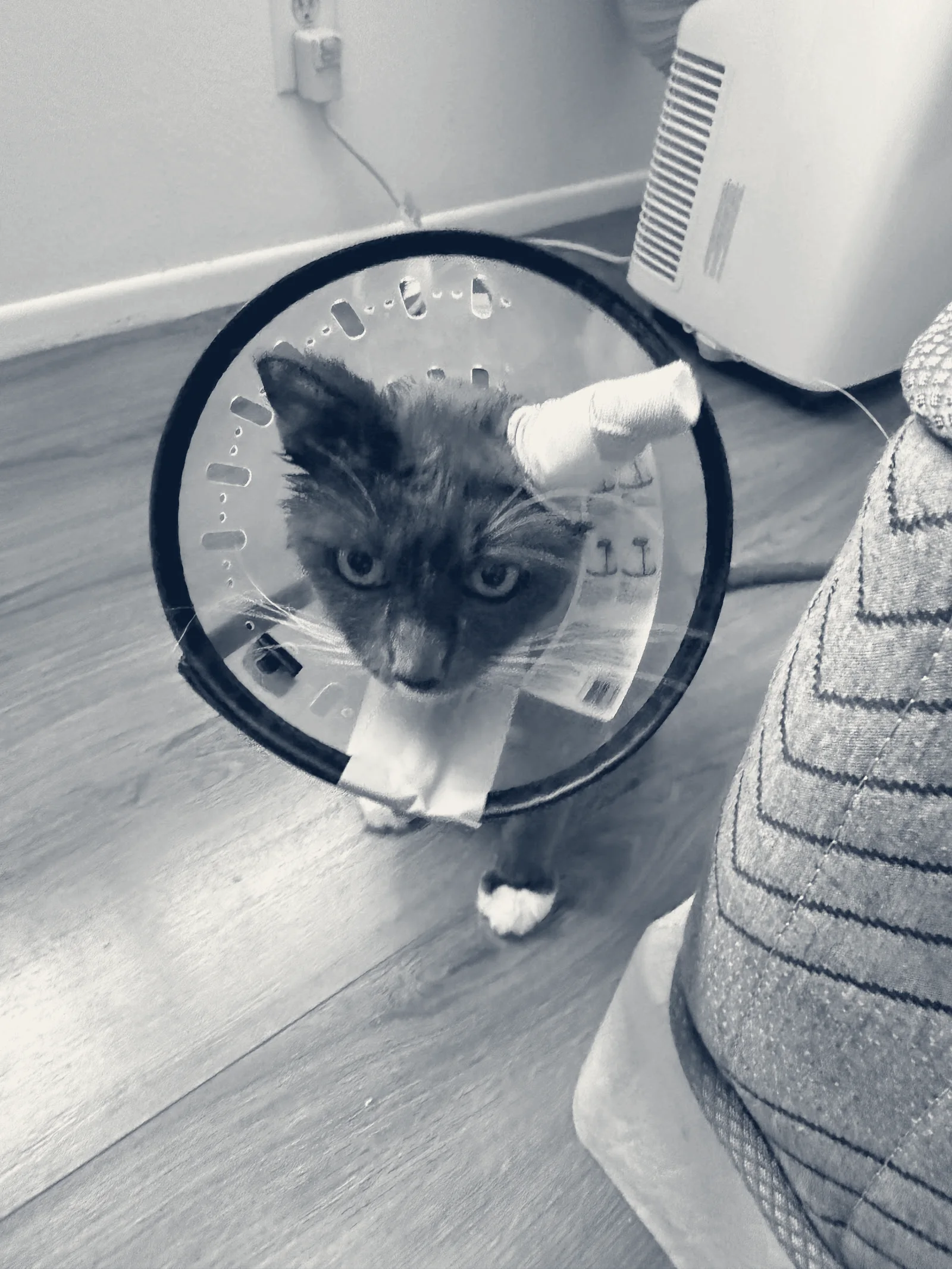 Chino Veterinary Hospital — Chino, California