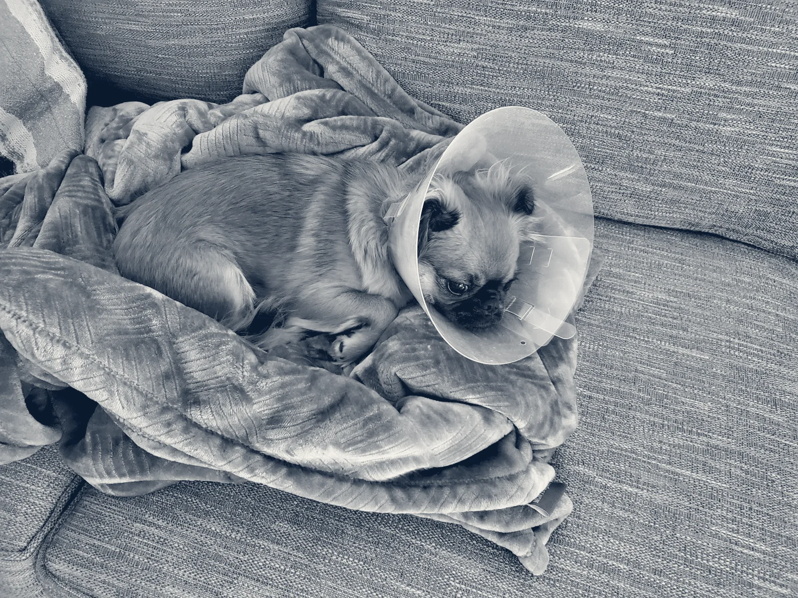 Chino Veterinary Hospital — Chino, California