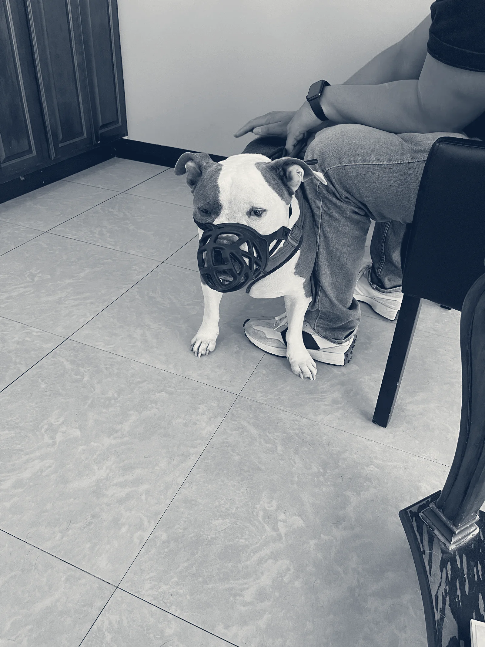 Pets 'N' Vets Animal Hospital — Chino Hills, California