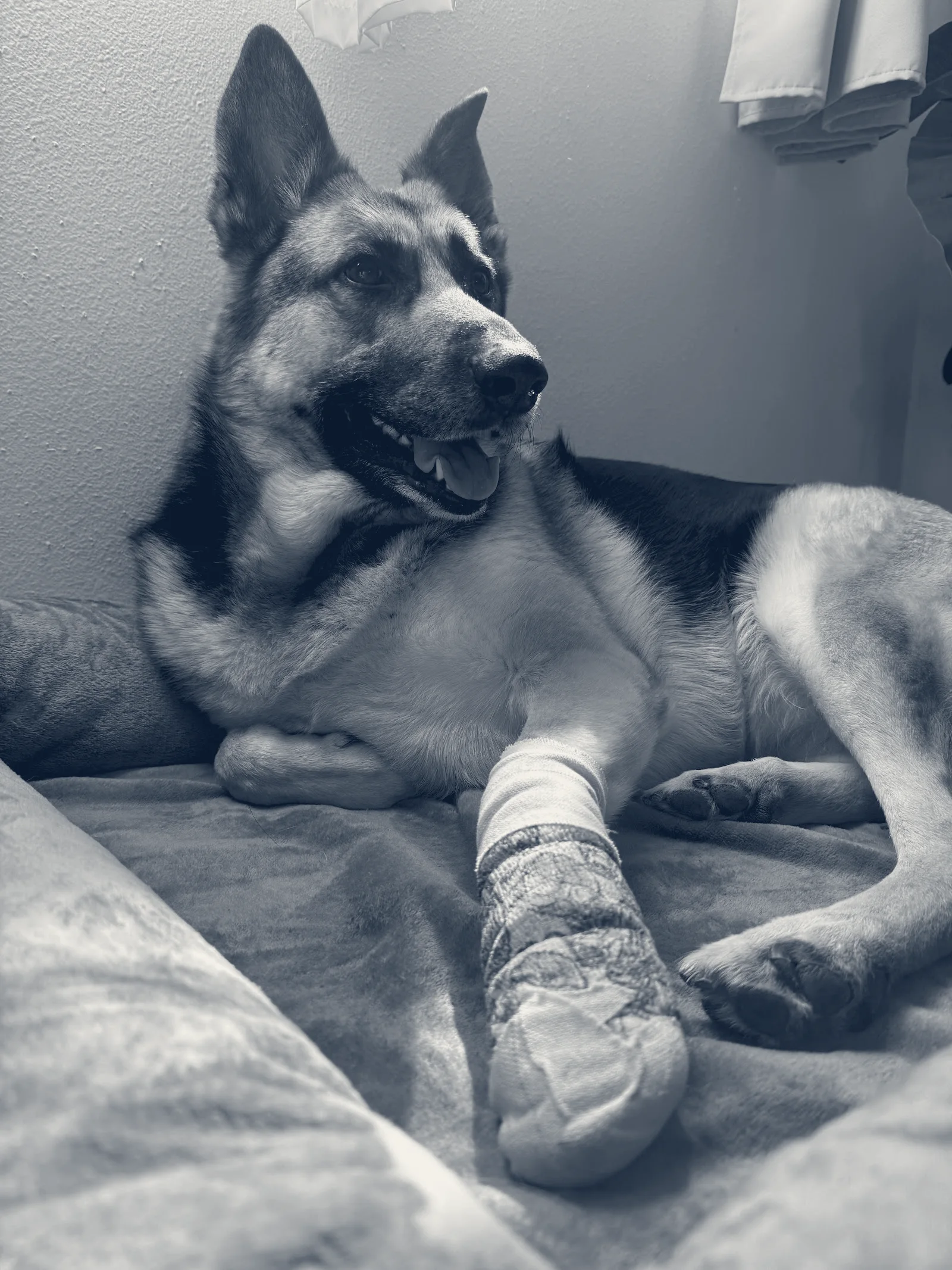 Pets 'N' Vets Animal Hospital — Chino Hills, California
