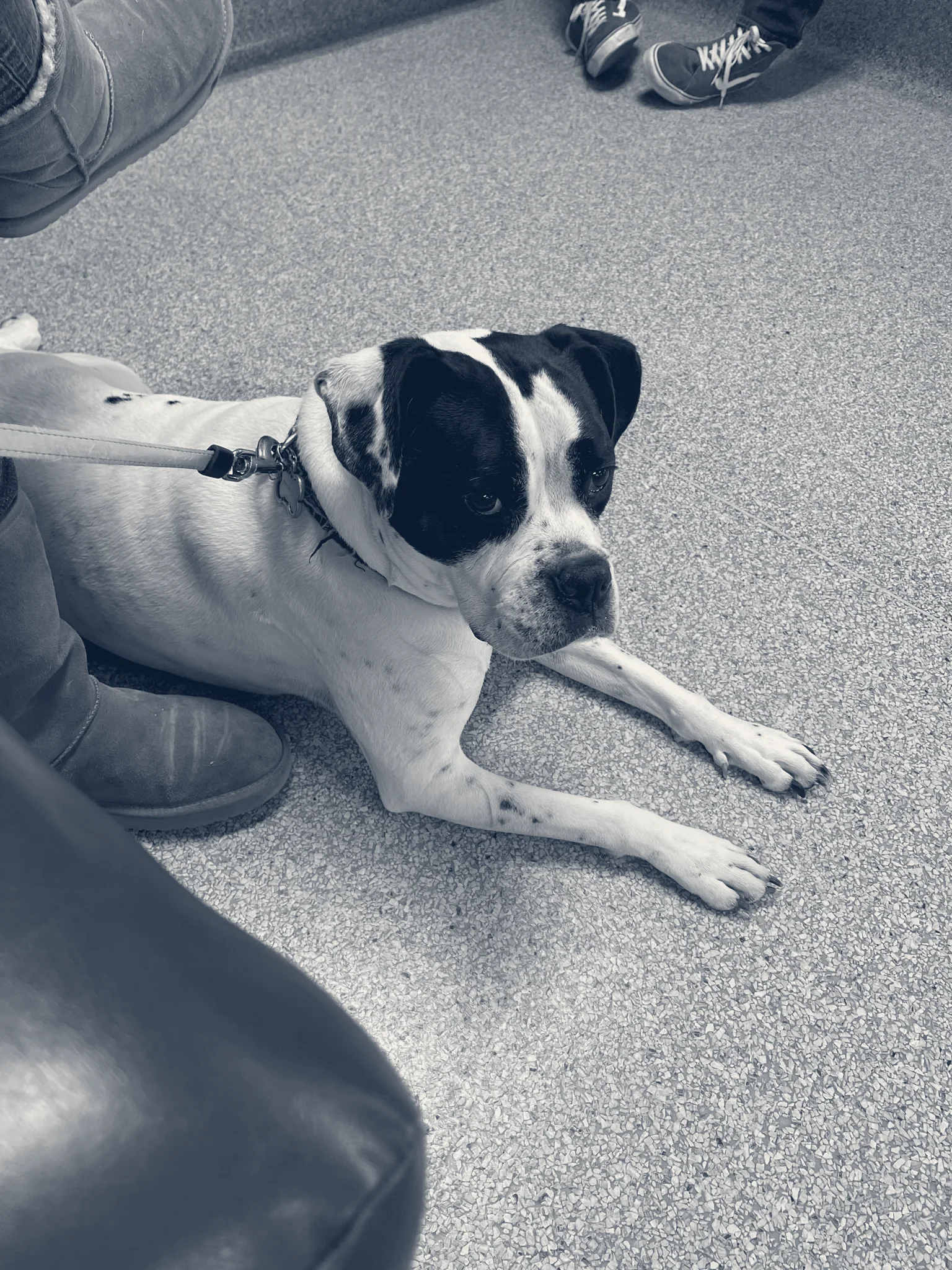 Country Animal Clinic Inc. — Chino, California