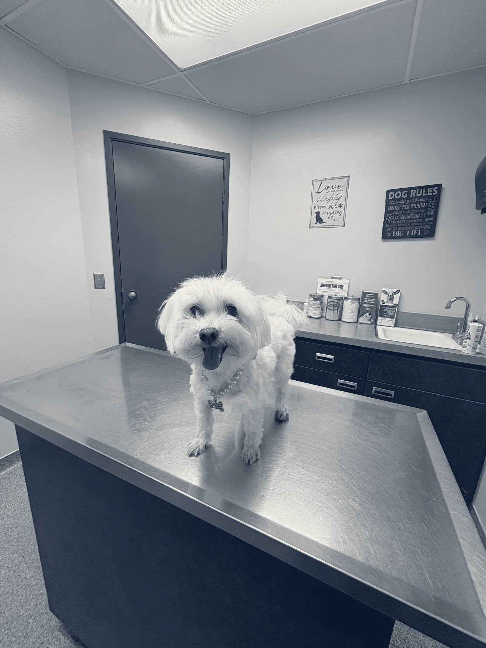 Country Animal Clinic Inc. — Chino, California