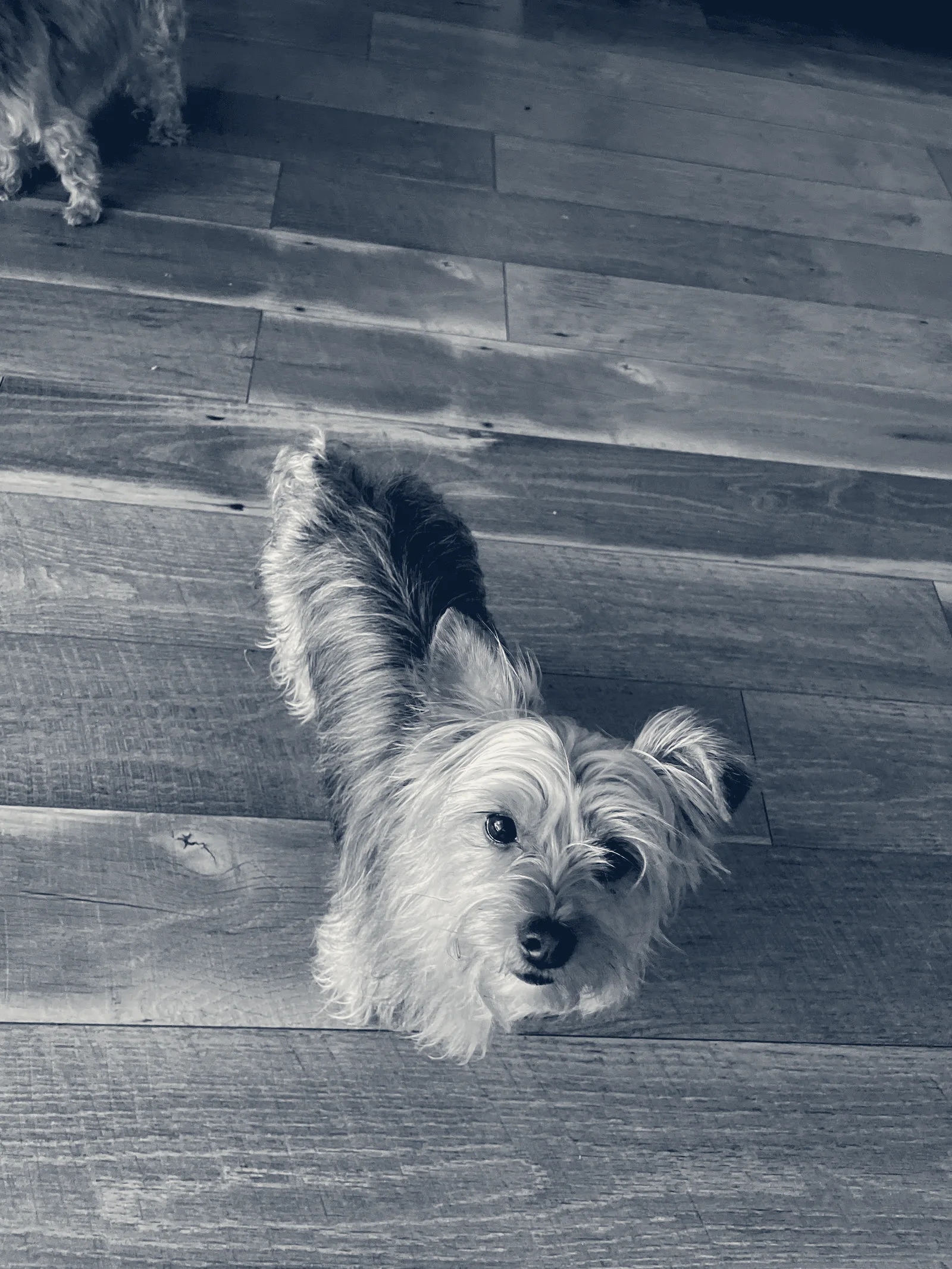 Country Animal Clinic Inc. — Chino, California