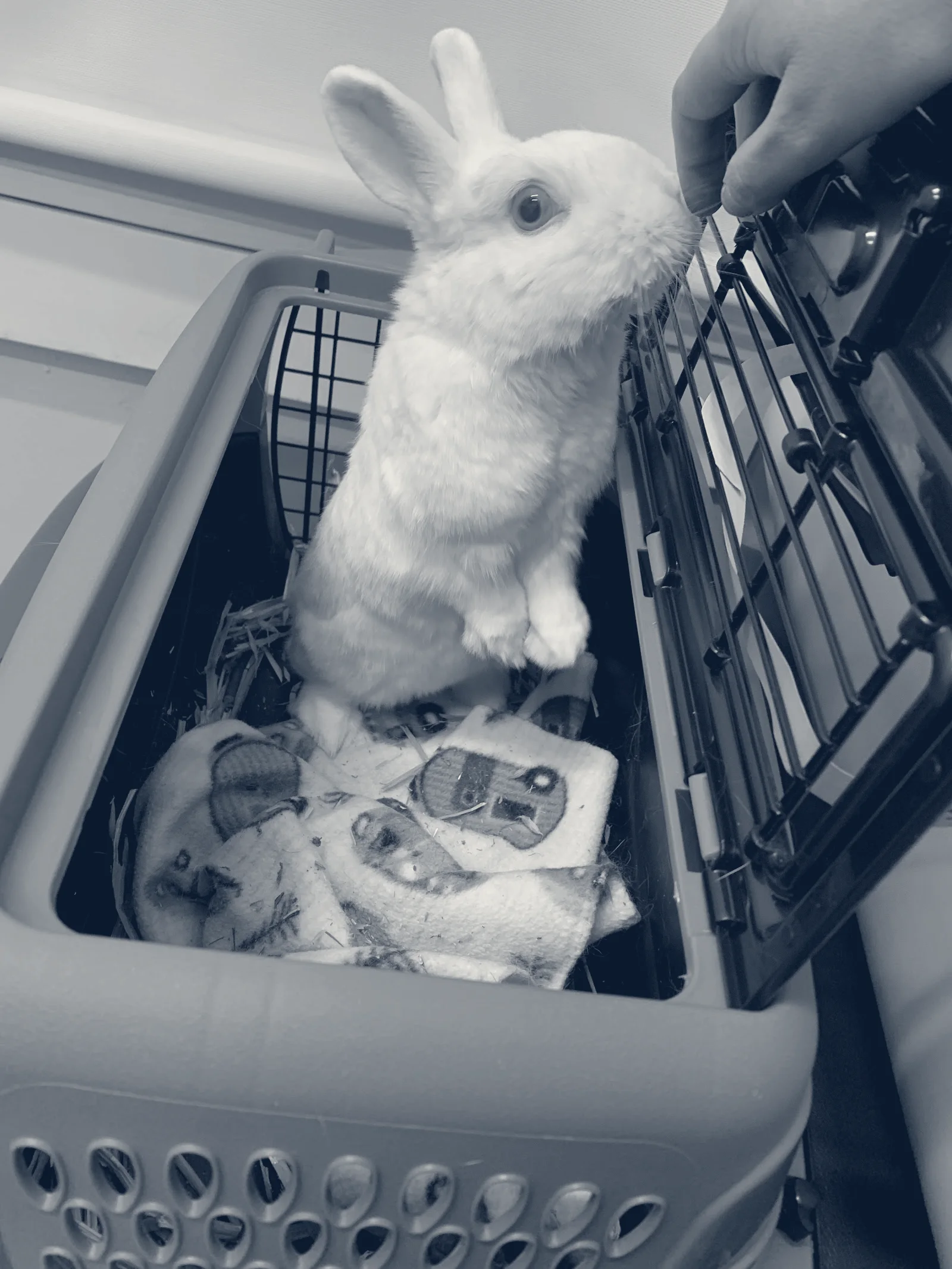 Irvine Valley Veterinary Hospital Emergency — Irvine, California