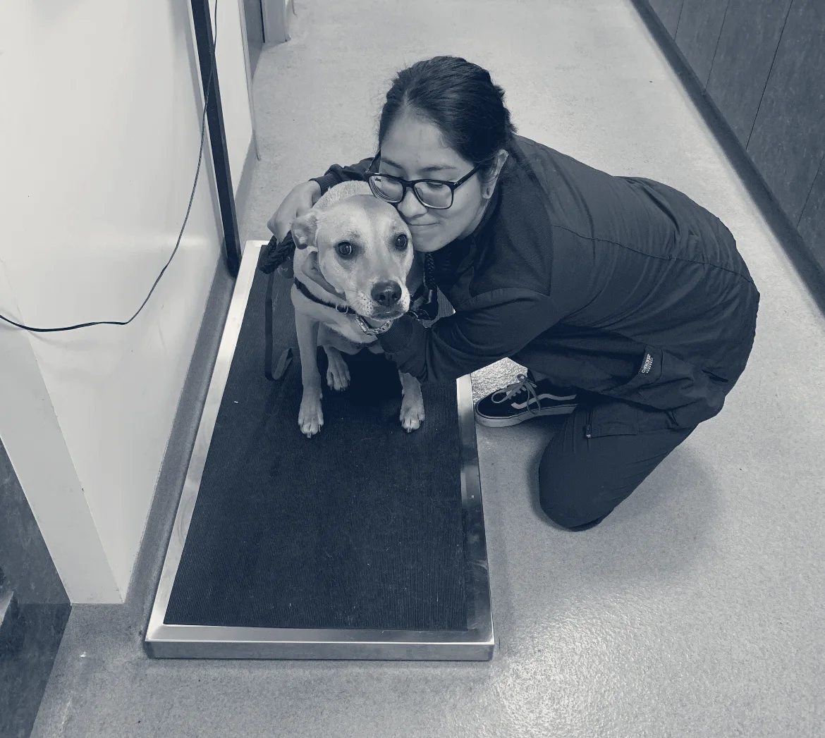 Long Beach Animal Emergency — Long Beach, California