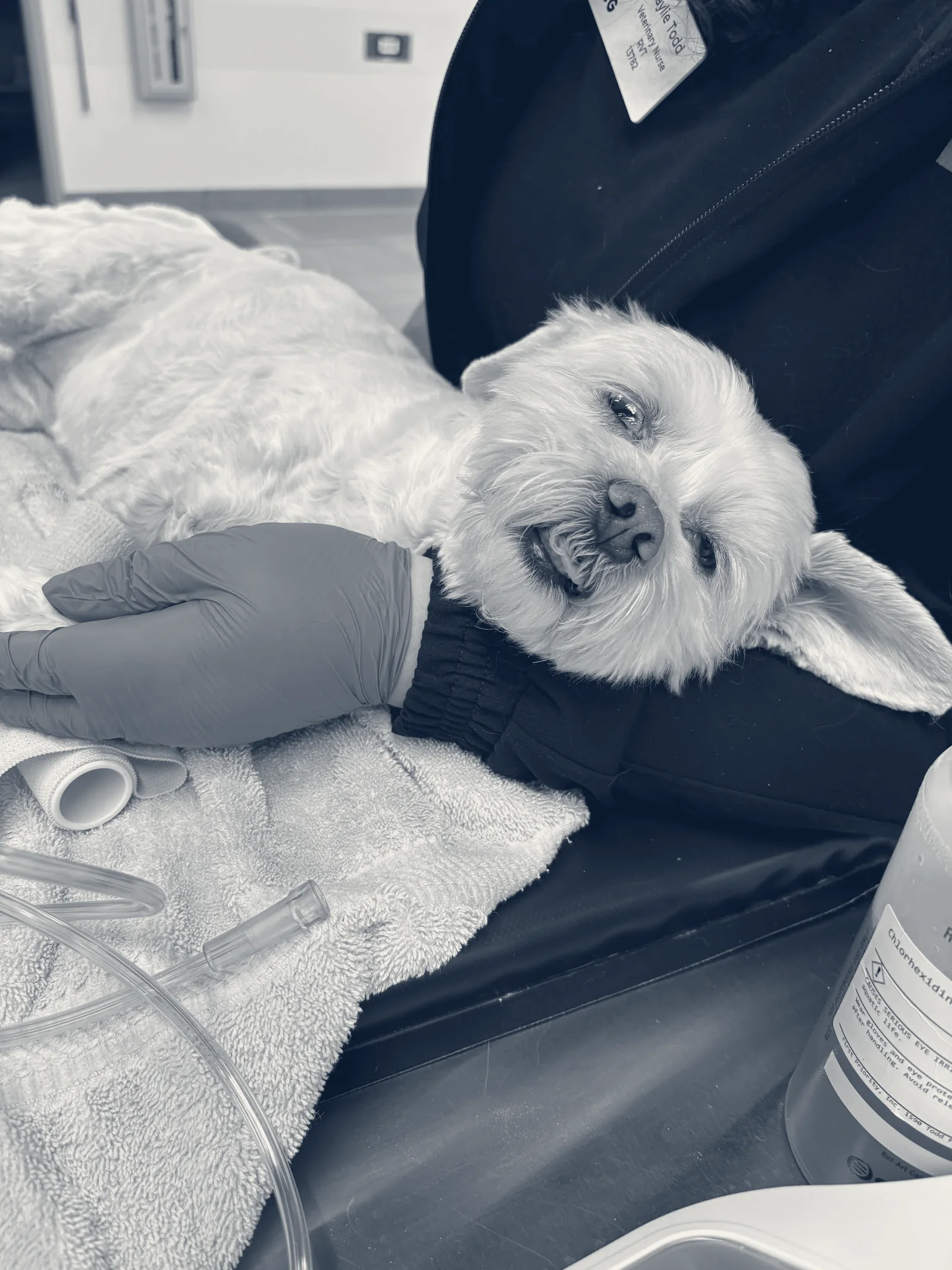 VEG ER for Pets — Torrance, California