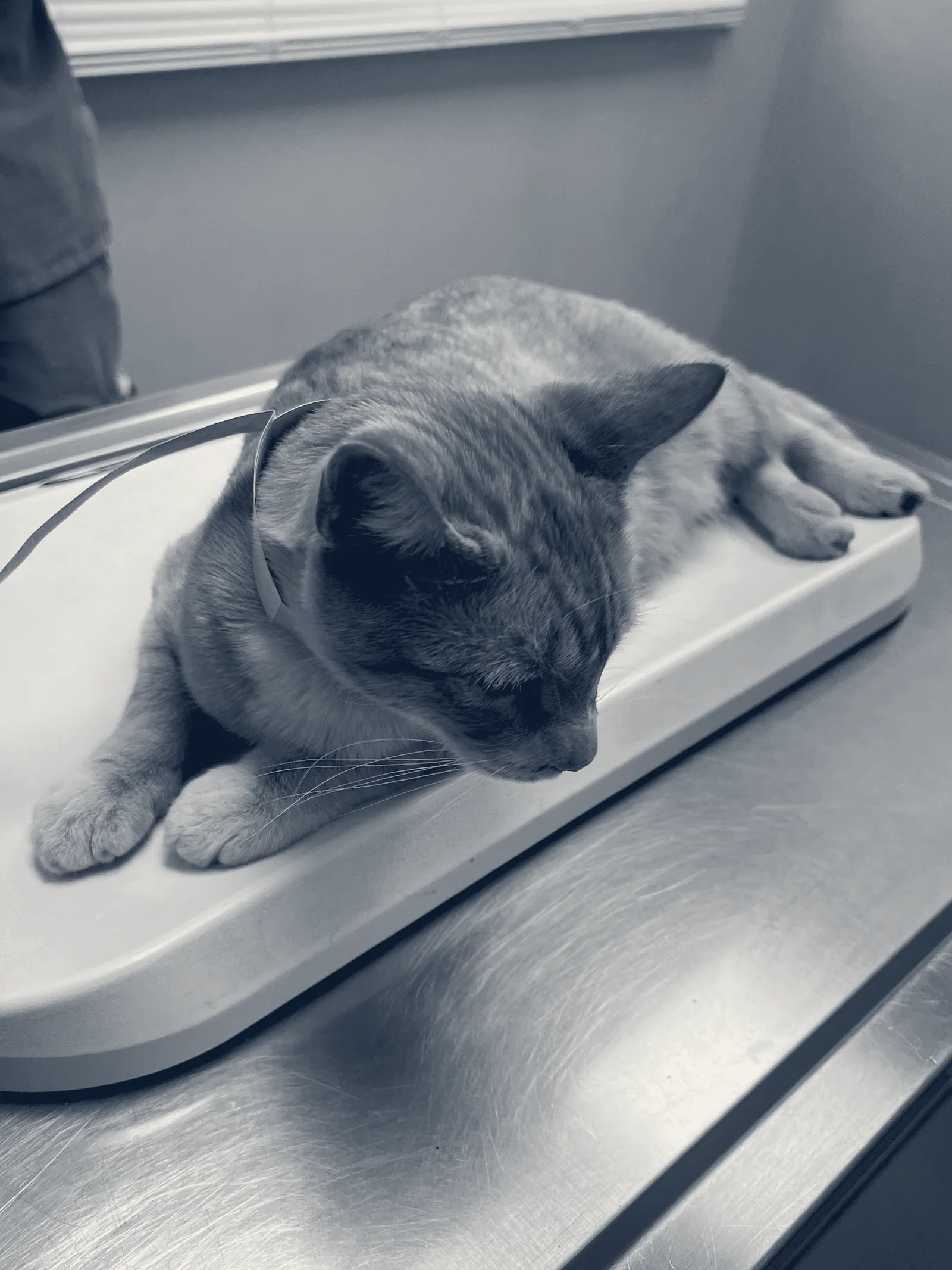 AM PM Ideal Pet Care — Norwalk, California