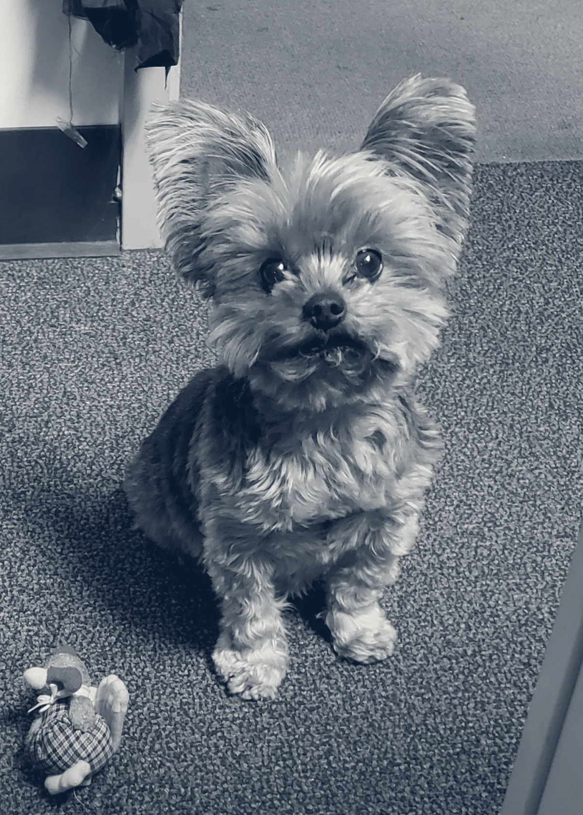 Acacia Animal Hospital — Cypress, California