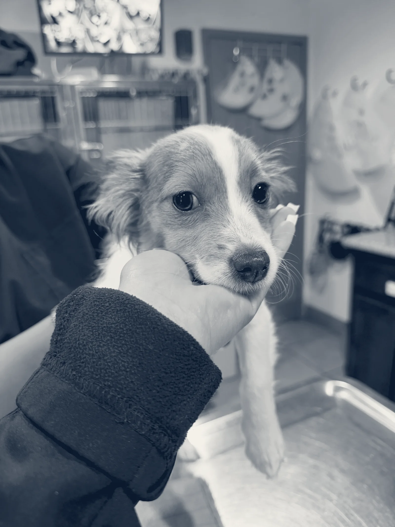 Ambassador Long Beach Veterinary Hospital — Long Beach, California