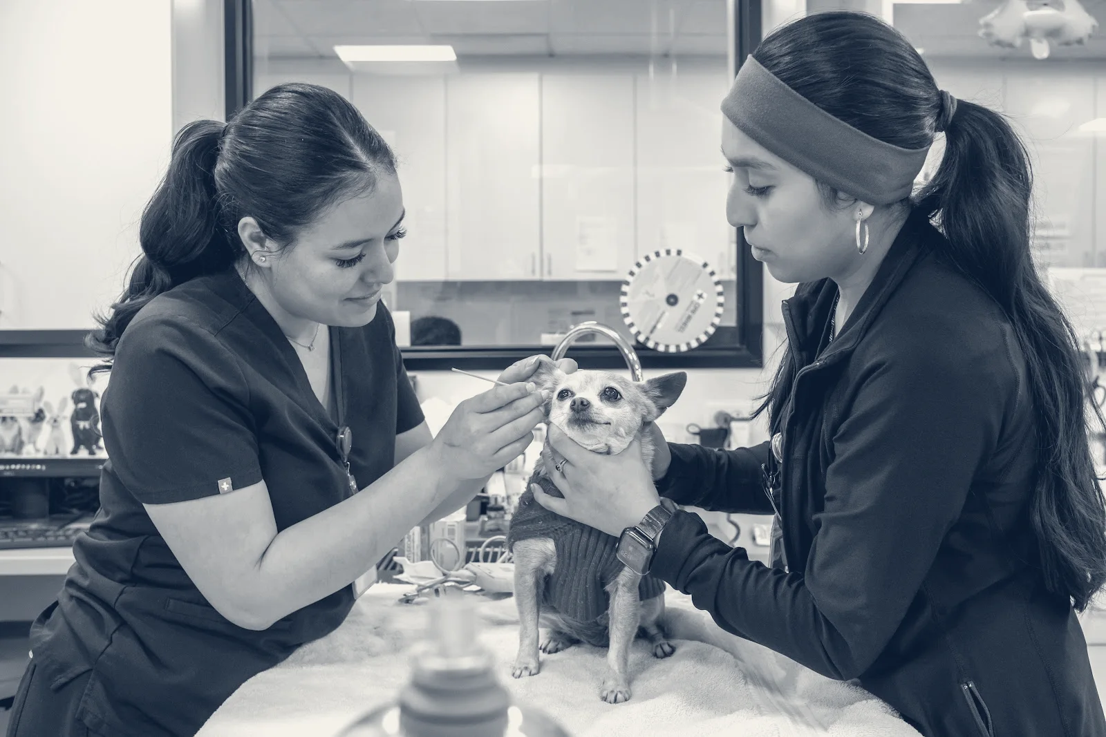 Bixby Animal Clinic — Long Beach, California