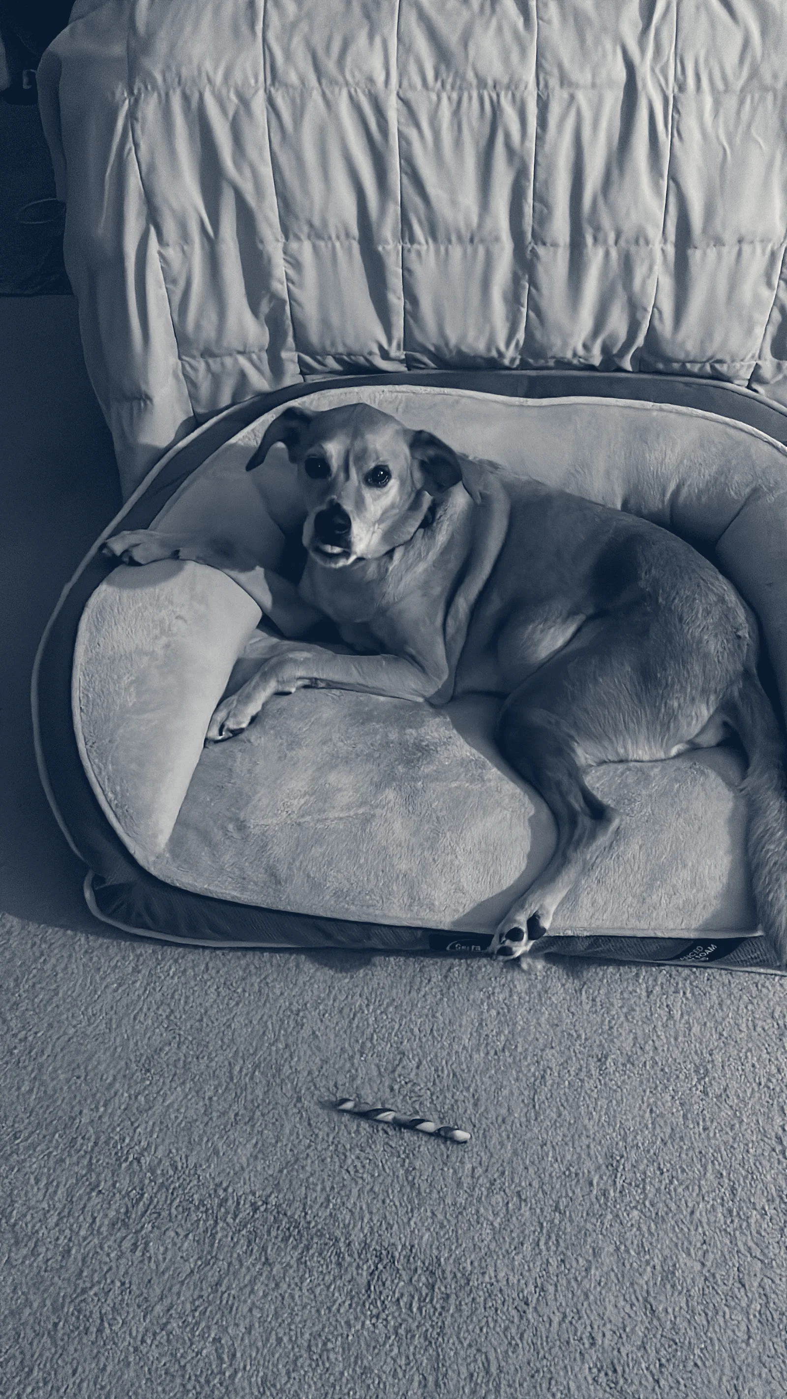 Gentle Care Pet Clinic — Long Beach, California