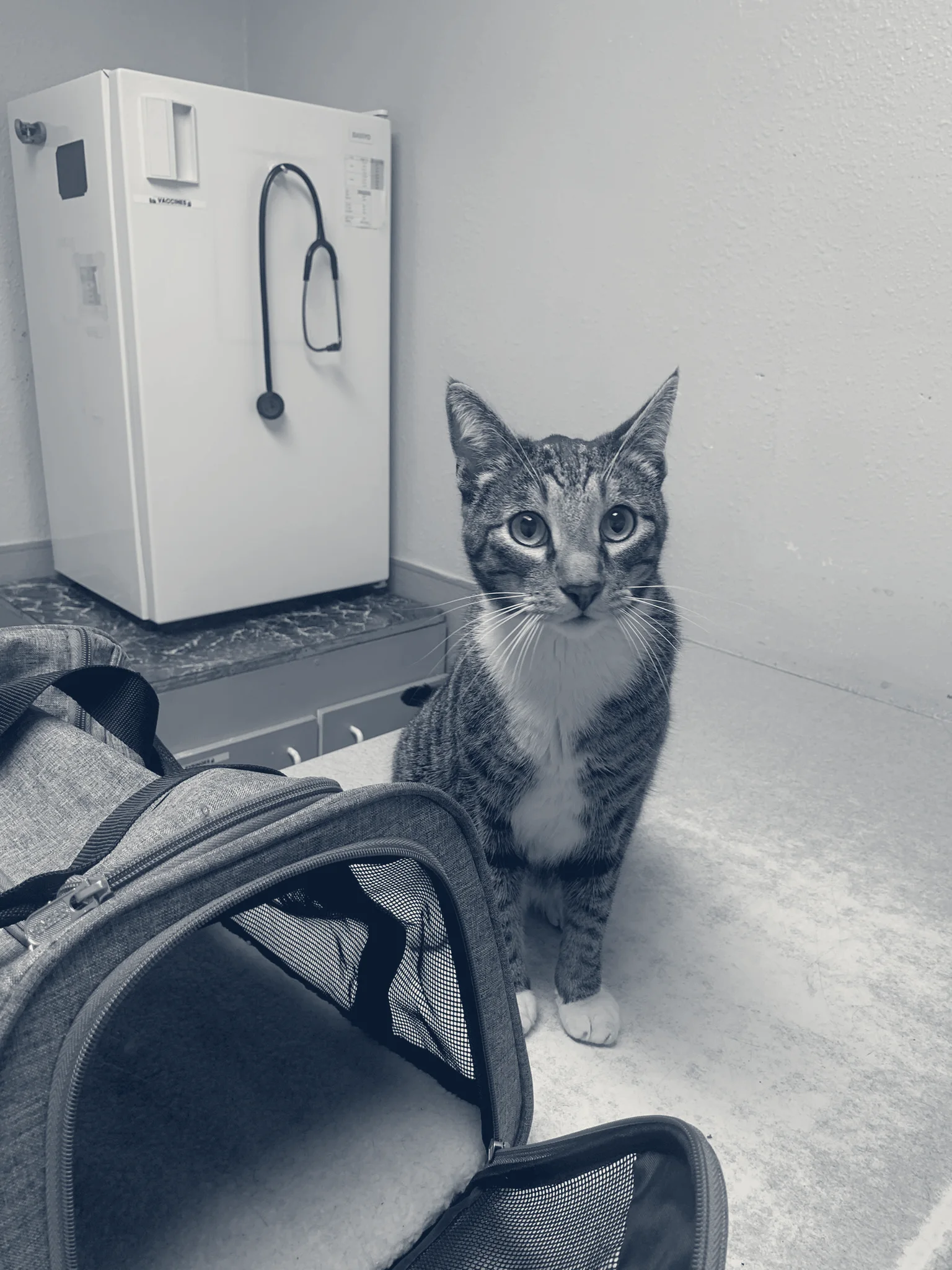 Gentle Care Pet Clinic — Long Beach, California