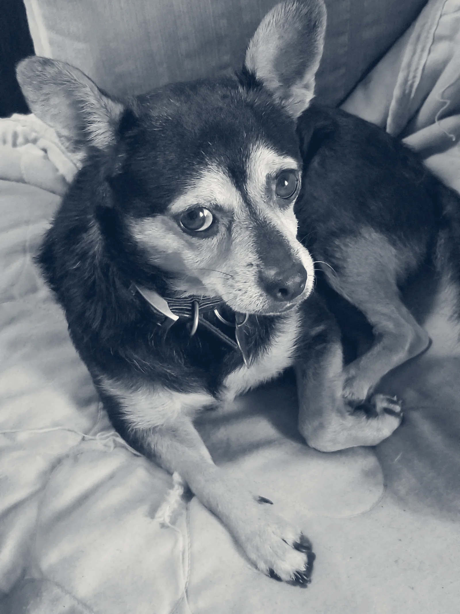 Happy Tails Animal Hospital — Garden Grove, California