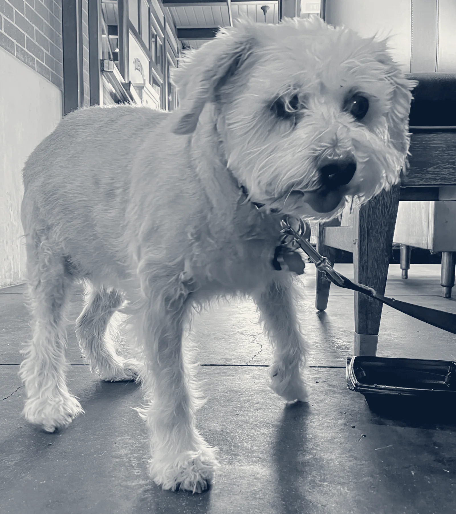 Happy Tails Animal Hospital — Garden Grove, California