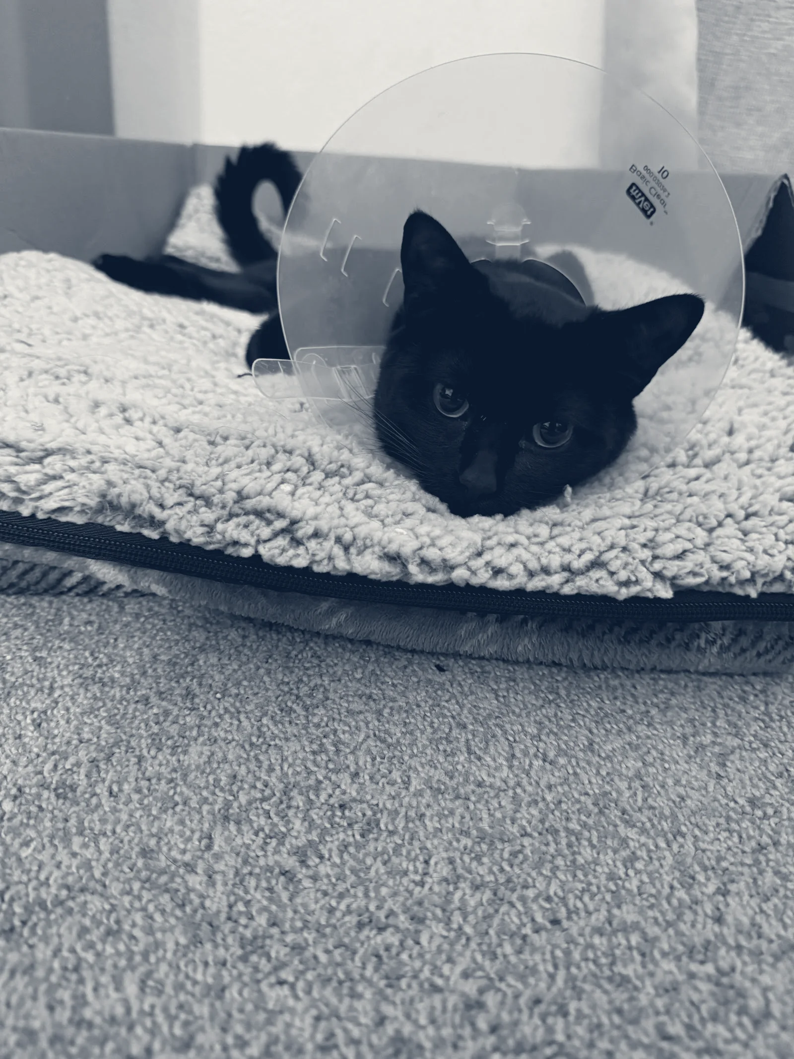 Los Alamitos Animal Hospital — Seal Beach, California