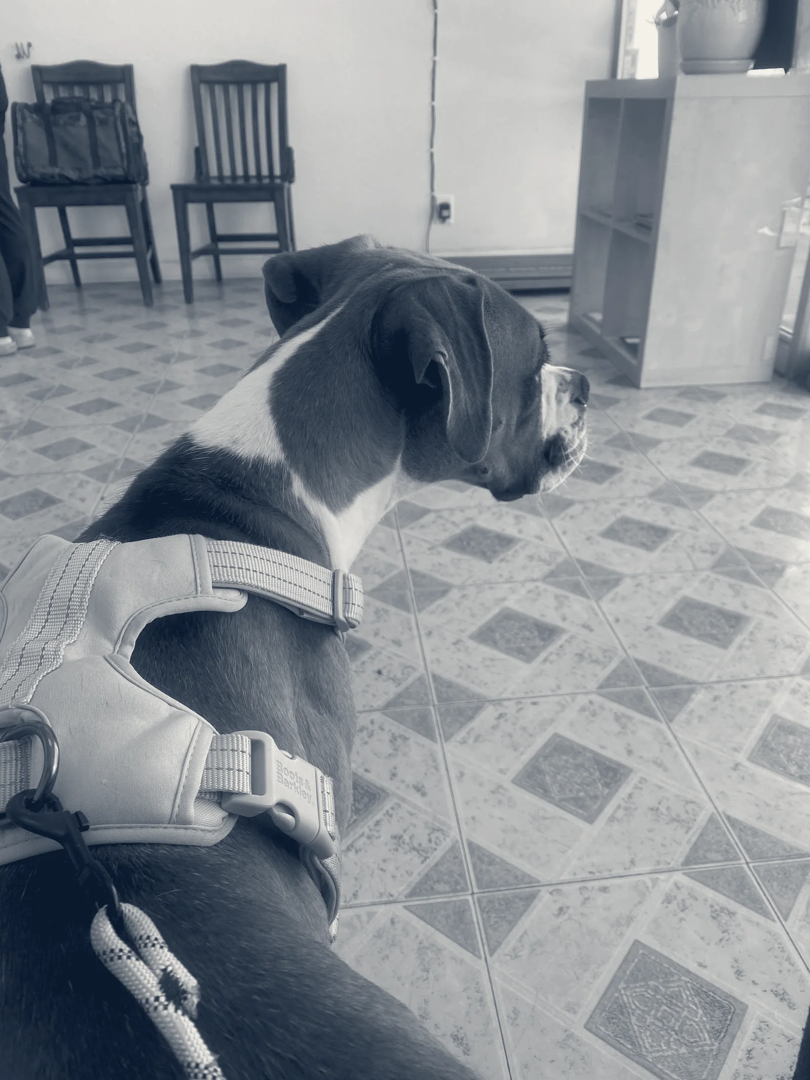 JYK Veterinary Clinic — Huntington Beach, California
