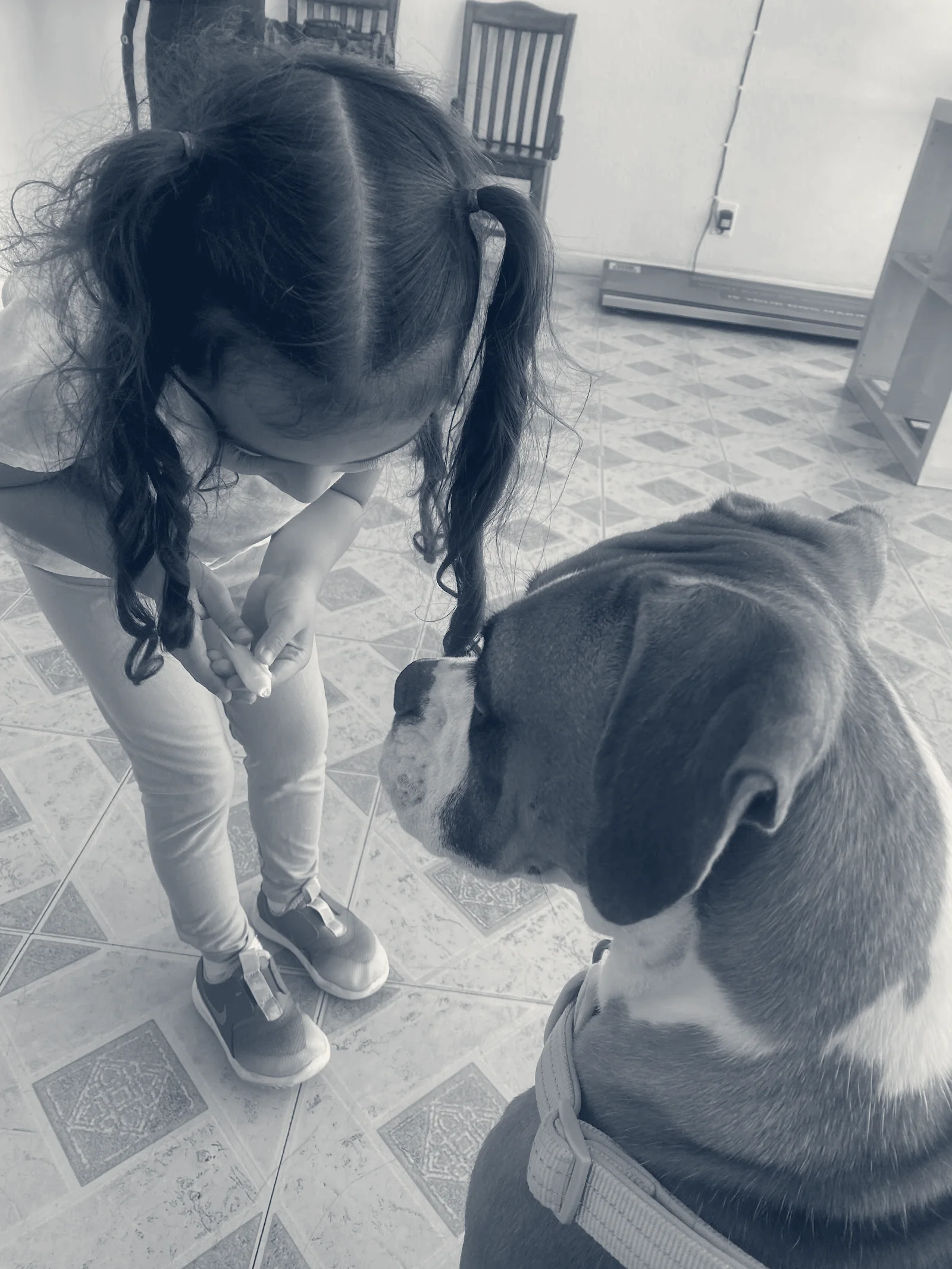 JYK Veterinary Clinic — Huntington Beach, California