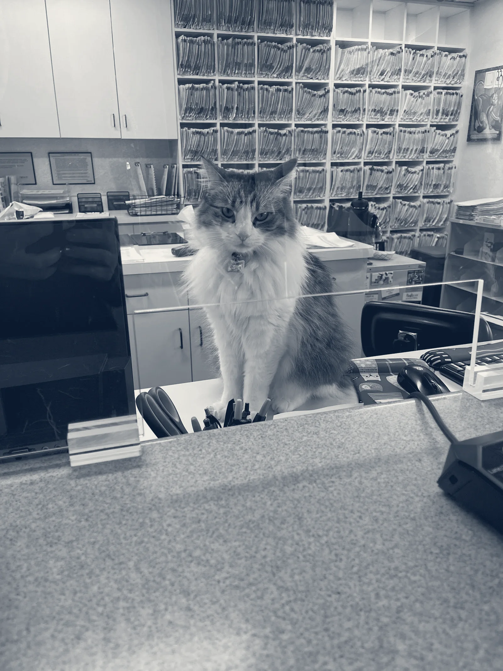 Cat Clinic — Costa Mesa, California