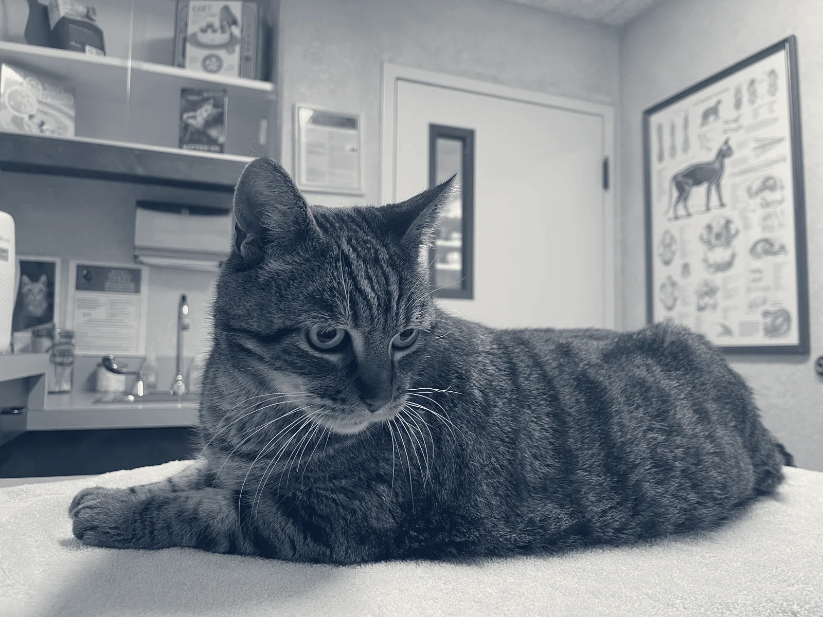 Cat Clinic — Costa Mesa, California