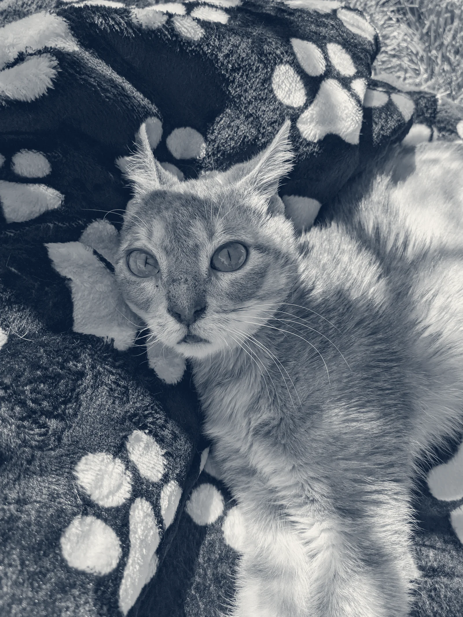 Sunny Hills Veterinary Hospital — La Habra, California