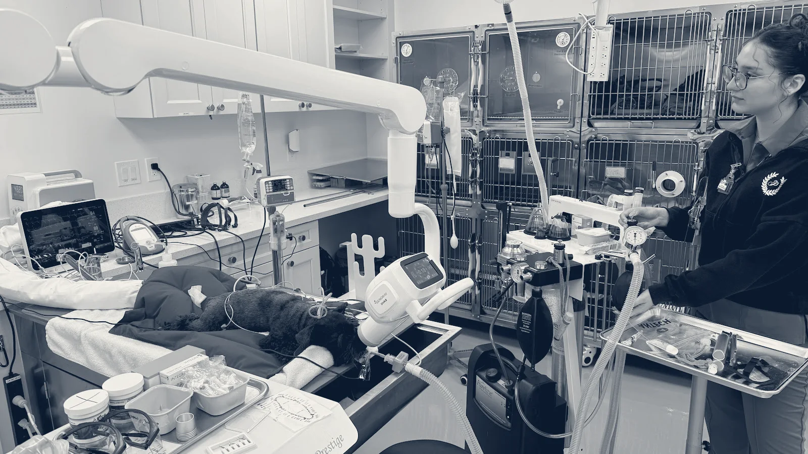 Fullerton Pet Clinic — Fullerton, California