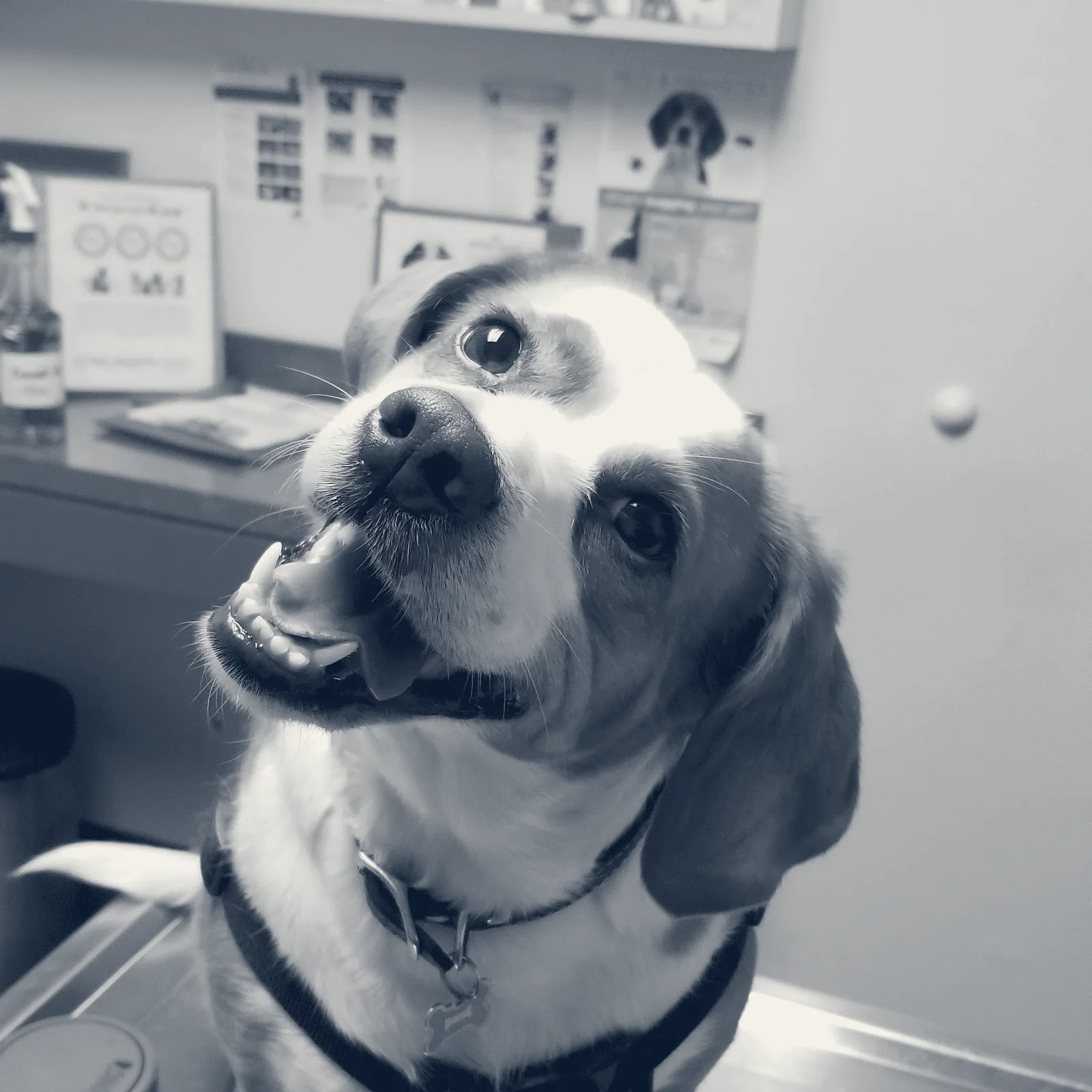 Yorba Lake Pet Clinic — Yorba Linda, California