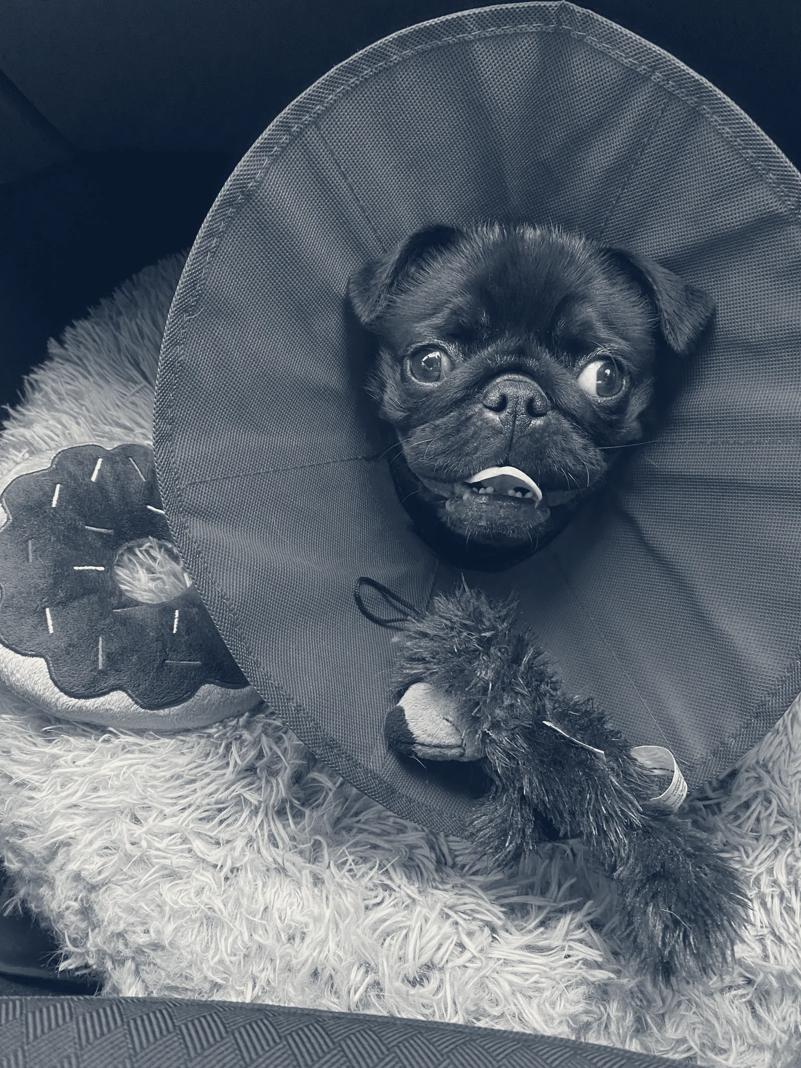 Yorba Lake Pet Clinic — Yorba Linda, California