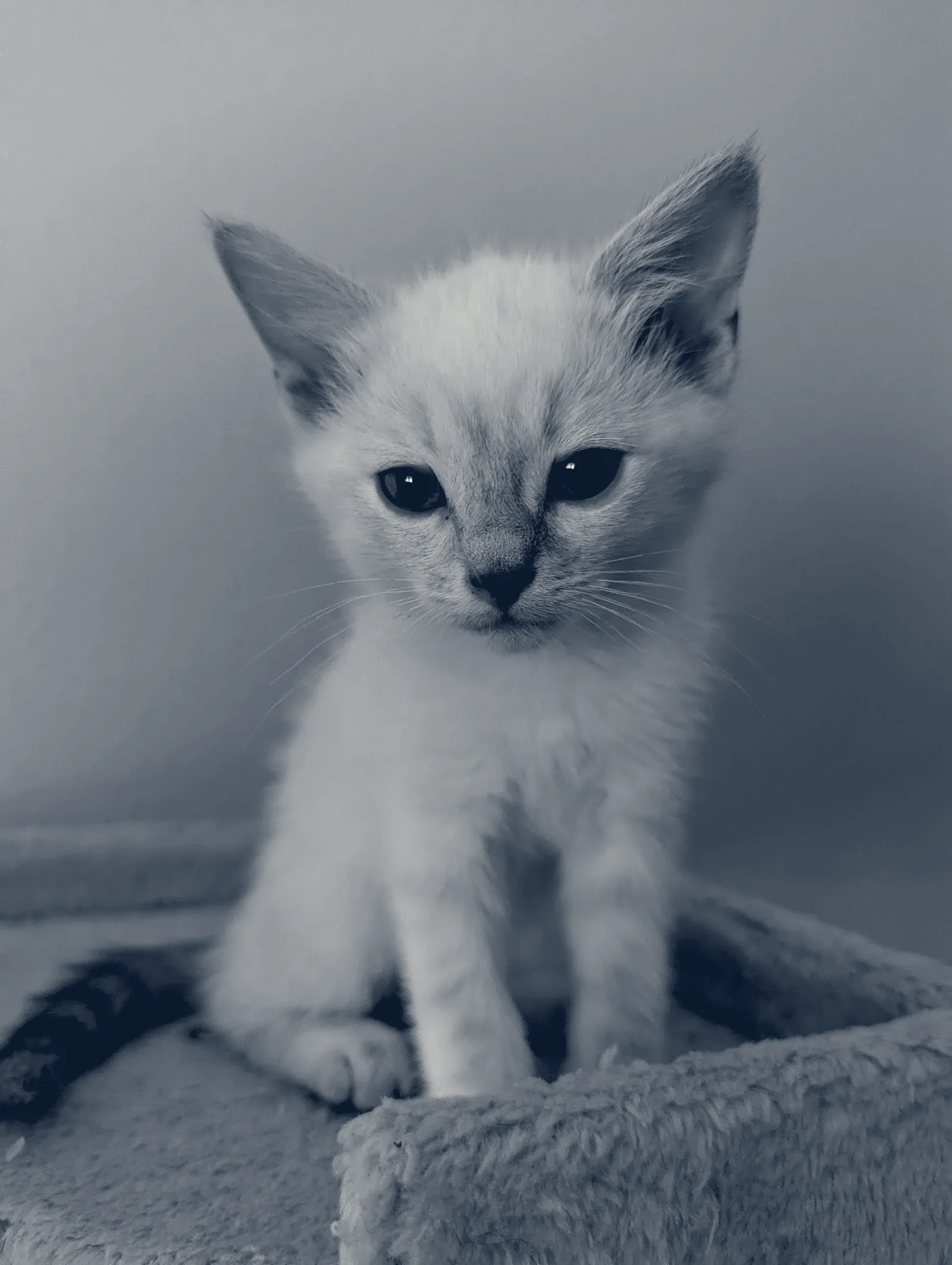 Camino Pet Hospital — Irvine, California