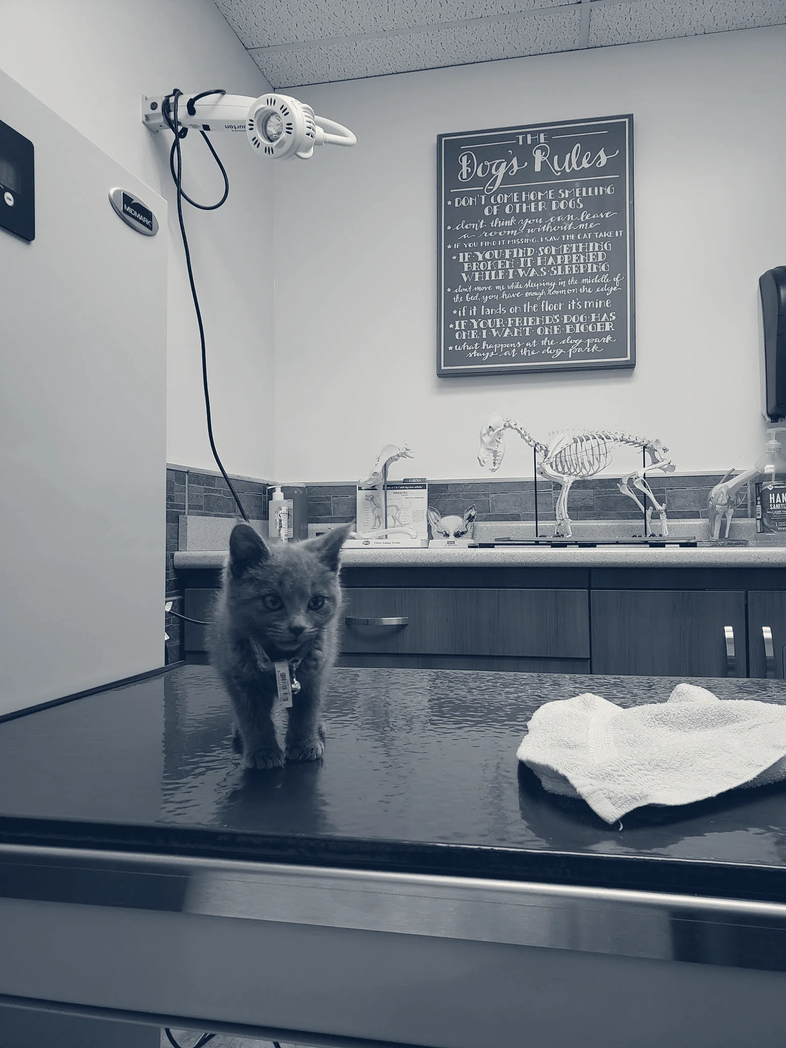 Southern California Animal Hospital — La Puente, California