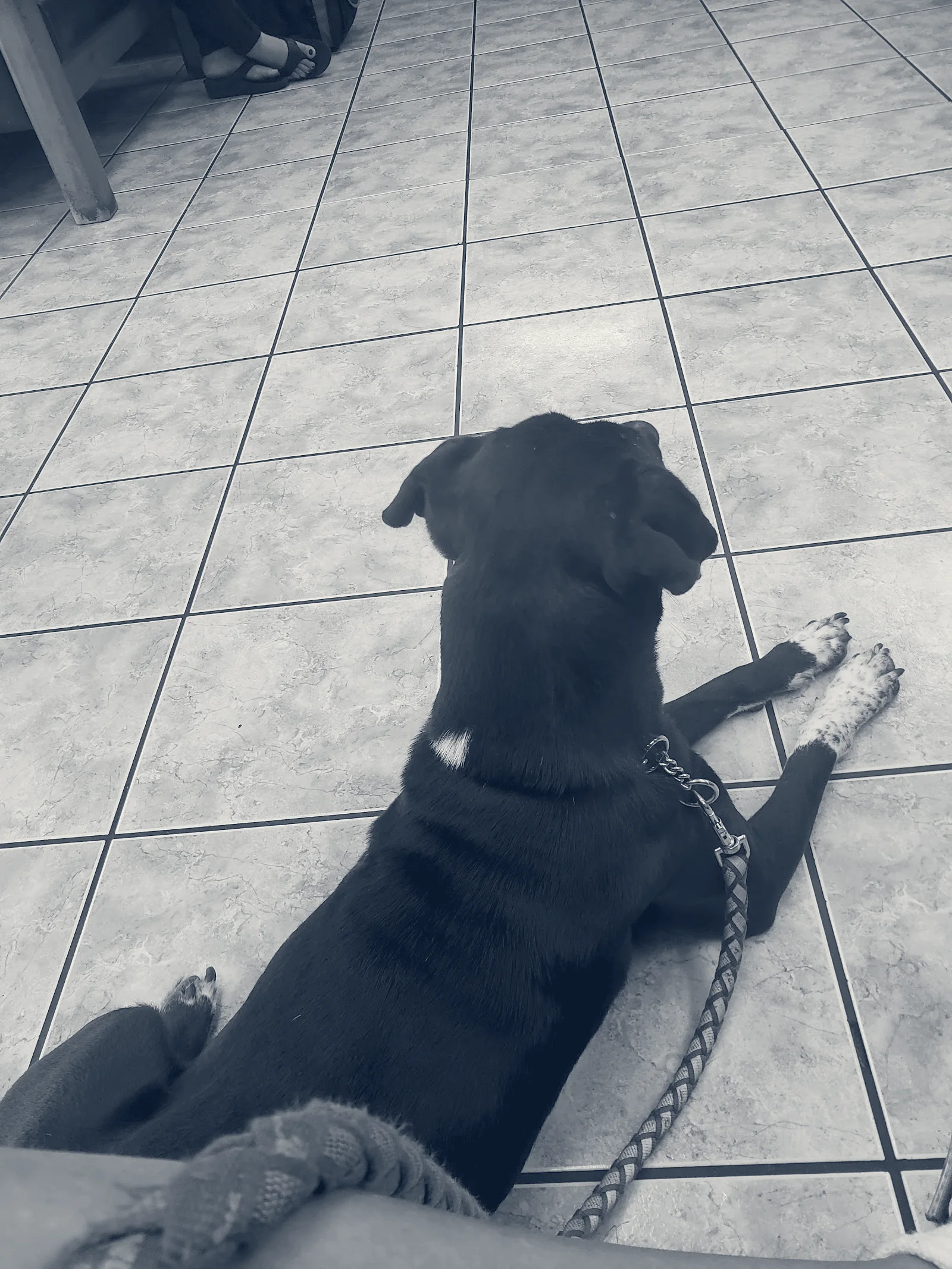 Southern California Animal Hospital — La Puente, California